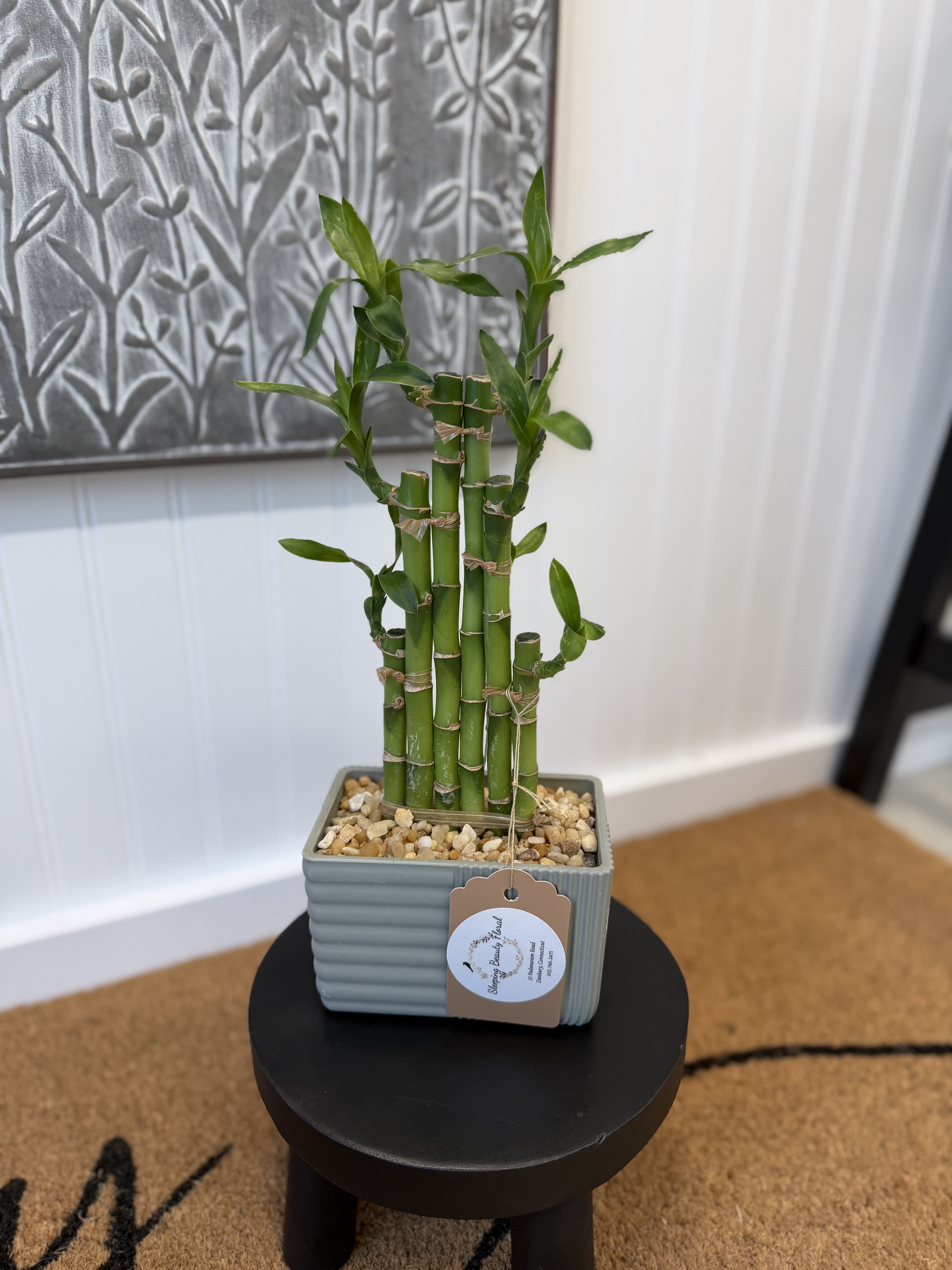 Mini Bamboo Tree - A living accent:  a mini bamboo tree in a ceramic planter to add a little zen to any occasion or room.