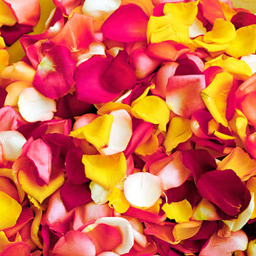 delete product2 - Imagine your sweetheart opening the door, following a trail of rose petals to a candlelit room, champagne... your bed covered in petals... You get the picture! Romance, a night of passion! A lasting impression... One to remember for years to come! A symbol of love...a graceful, elegant addition to any special occasion!