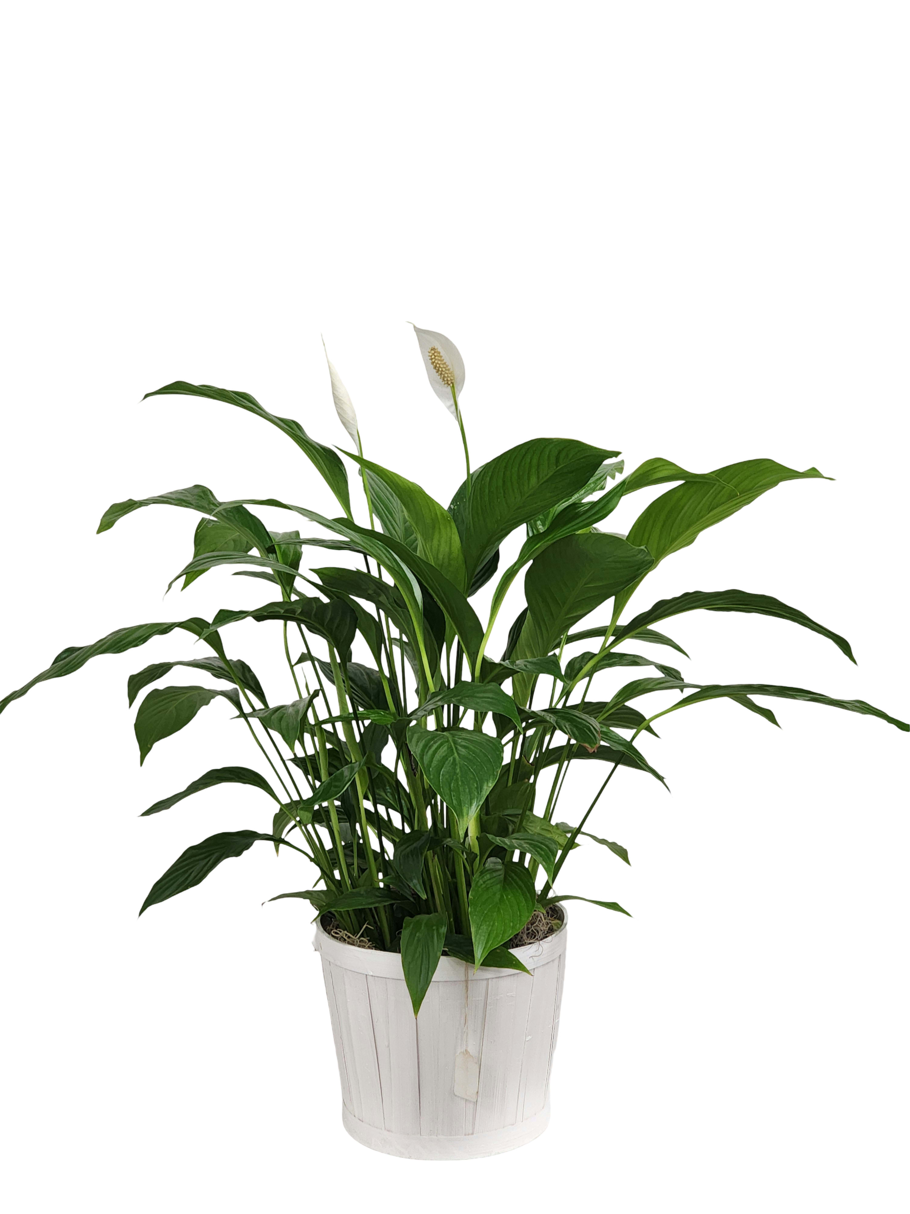 8" Peace Lily Spathiphyllum Plant - Peace Lilies are a classic and easy to care for house plant that make for a perfect gift for several occasions. Container may vary. Approximately 28" tall.