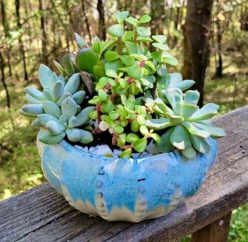 True Blue succulent dish garden - Succelent planter 