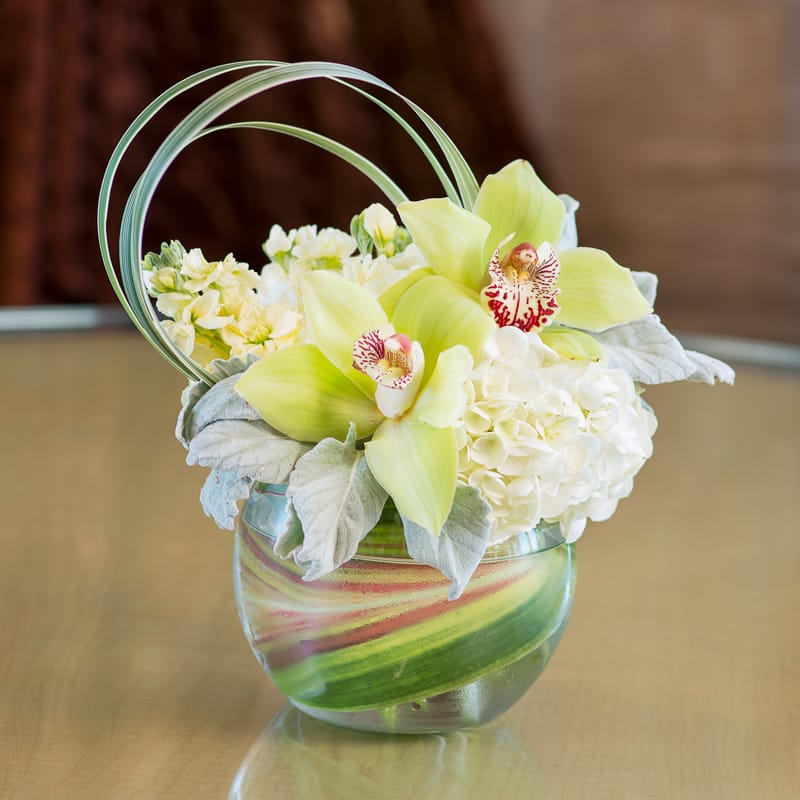 Glory Green Orchids - Simple and elegantly arranged cymbidium orchids and hydrangeas accented with dusty miller and loops of bear grass. Vase already included!   Best thank you gift, corporate, to congratulate, wedding, engagement centerpiece, just because, welcome home or just because.  Approximately 9” D