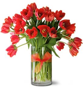  [30REDTULIP]:  Radiantly Red Tulips Premium - A stunning alternative to red roses. Just as romantic, but with a fire all their own, these 30 red tulips are an impressive way to say "I love you."  Thirty red tulips arranged in a clear glass vase, tied with a red ribbon. Order online today for same-day delivery      As Shown :  [30REDTULIP]  