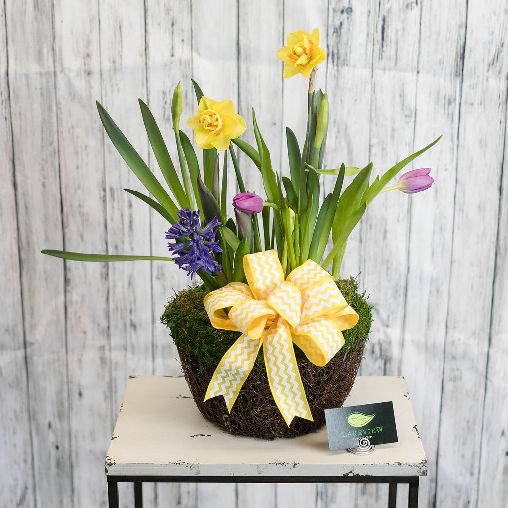 Bulb - Watch the wonder of spring bulbs grow as the season progresses.  Tulips, daffodils and hyacinth begin as sprouts and blossom for 6-8 weeks.   Approximate Dimensions: 21"H x 13"W