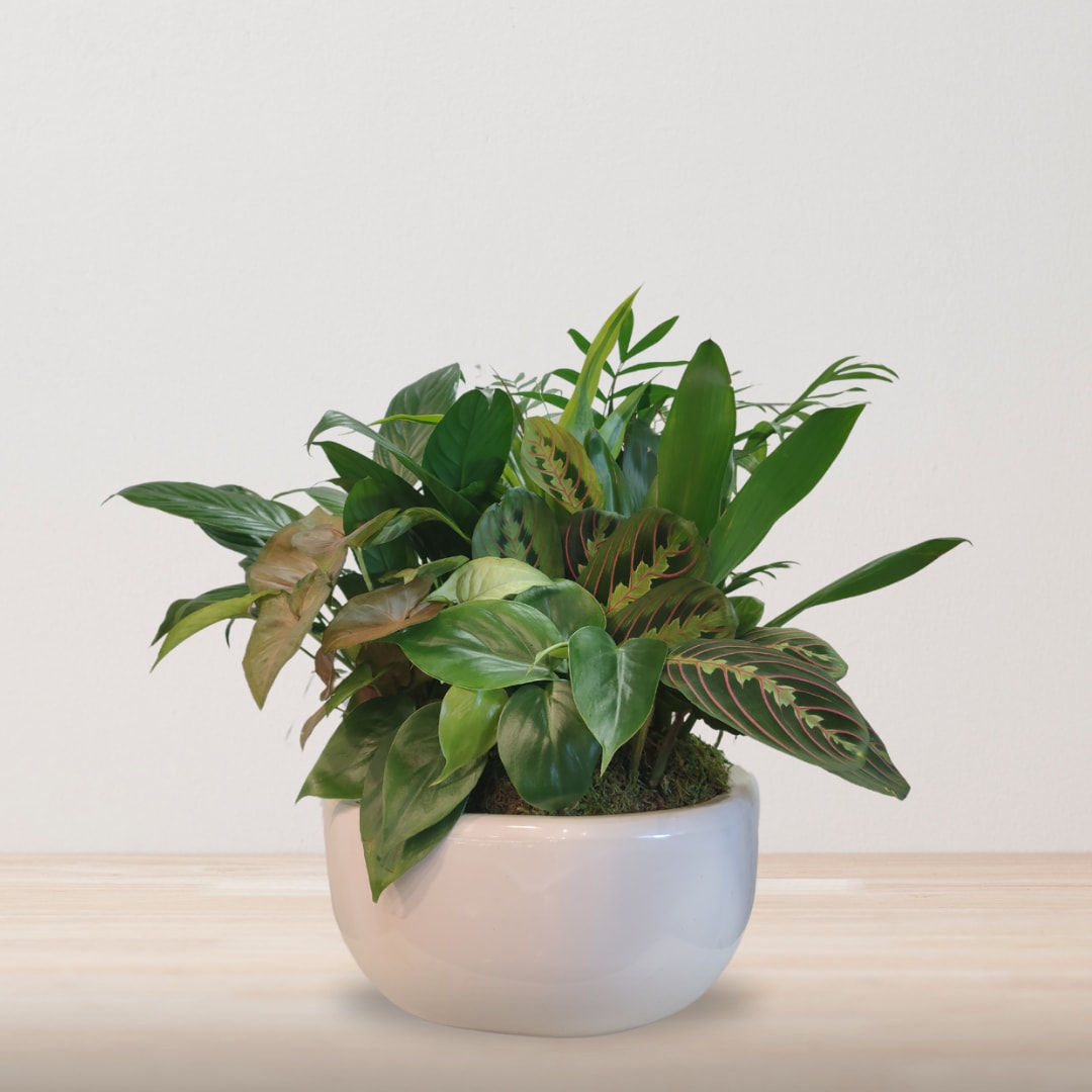 Botanical Oasis Dish Garden  - Assortment of classic hardy green plants designed in a ceramic container.