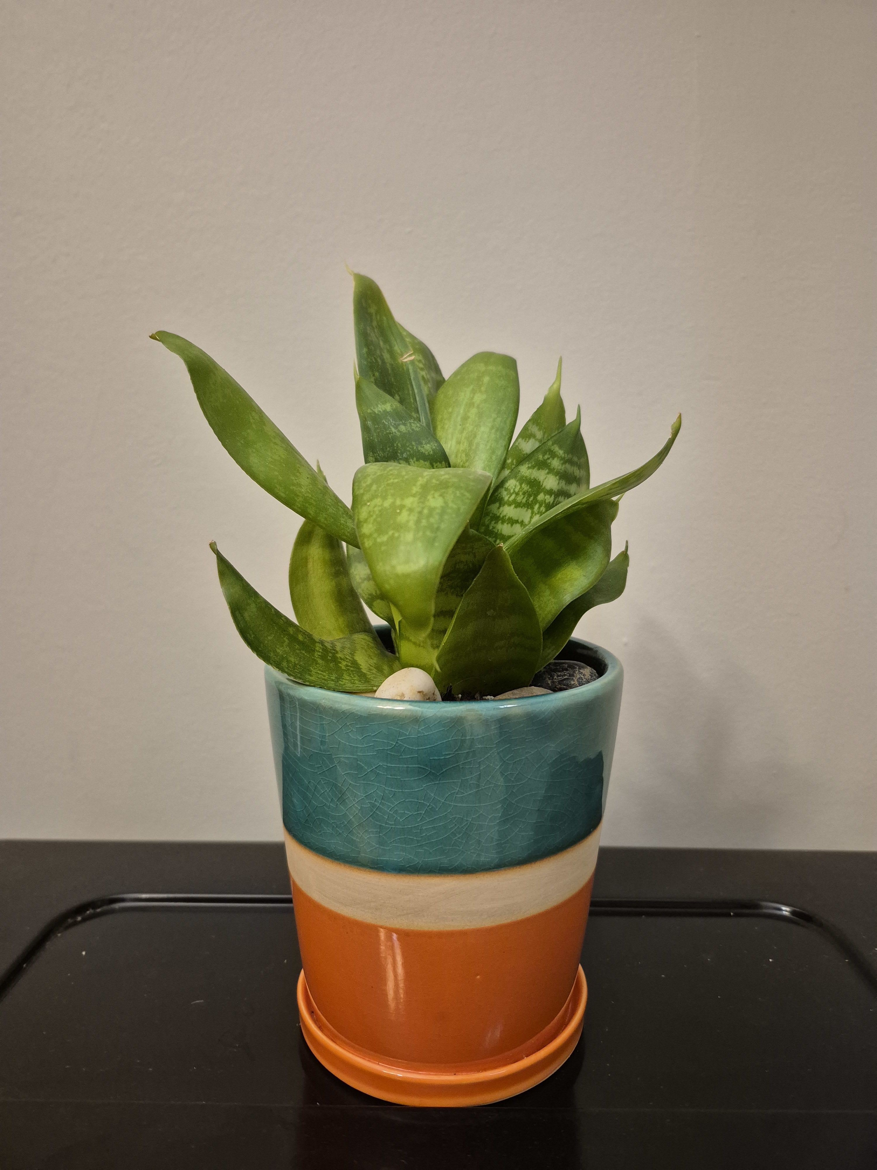 Mother In Law Tongue Plant - Mother In Law Tongue Plant planted in this beautiful ceramic container