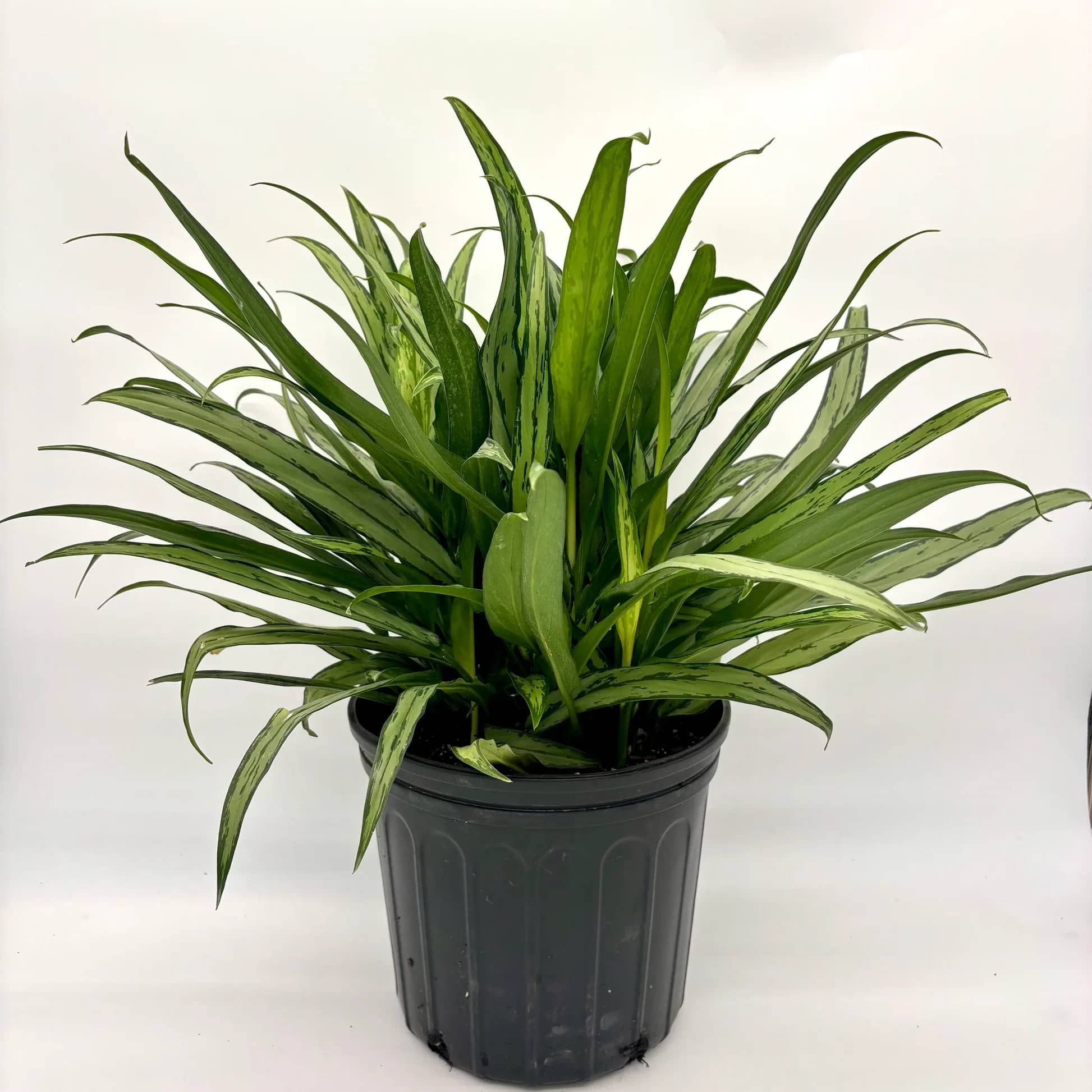 Aglaonema Cutlass - Perfect 10 inch house plant for indoor or outdoor (when fear of frost is gone). Great for summer patios and shade containers. Please call the studio for pricing for available containers.