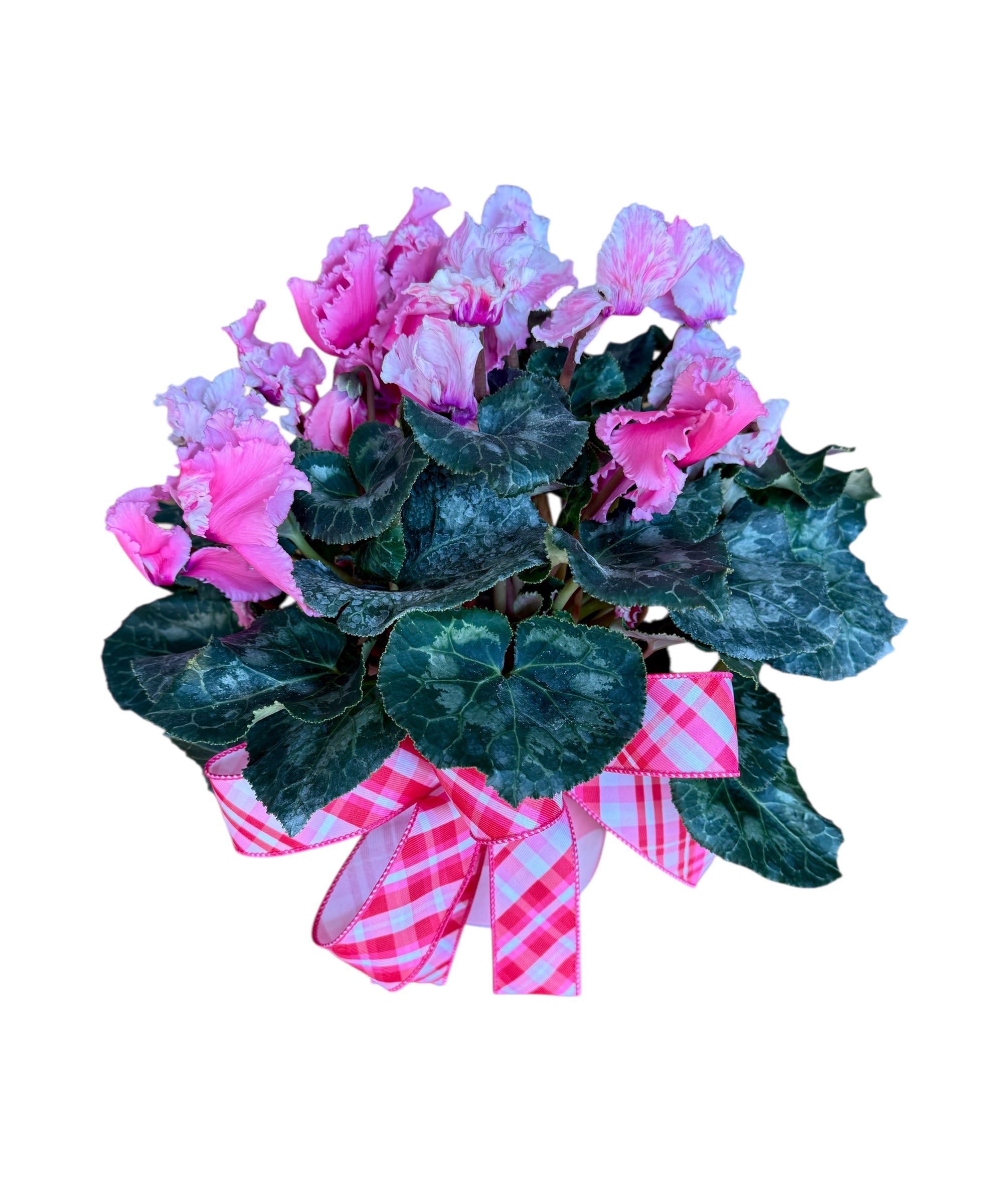 Willys Jeep | Blossom On! - 6" blooming plant in a container with ribbon accent.  Plants may vary from picture shown.  Premium: Upgrade plant or container.