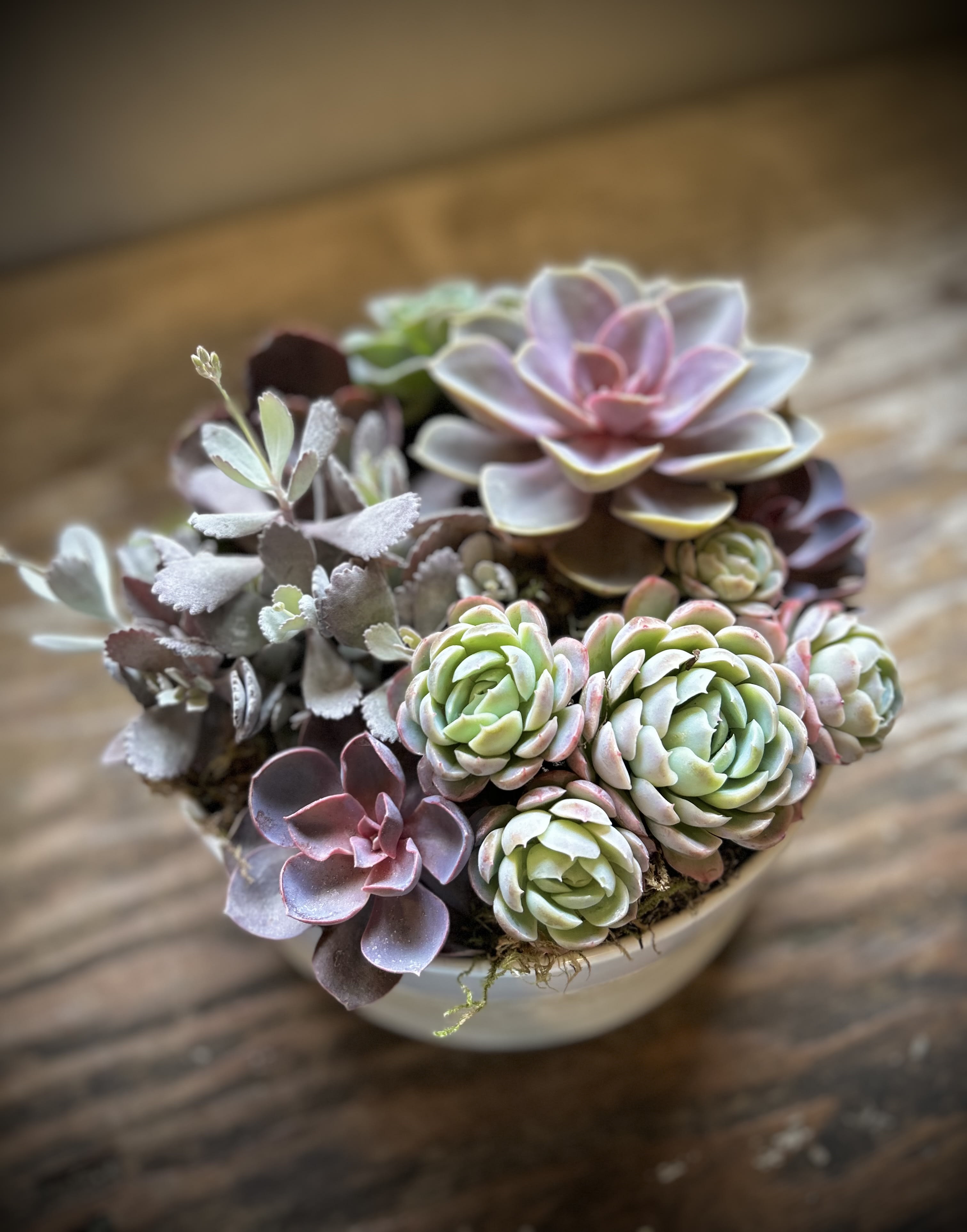 Sweet Succulents (Round) - Shades of pink, purple and green succulents gathered in a modern 12” round container. 