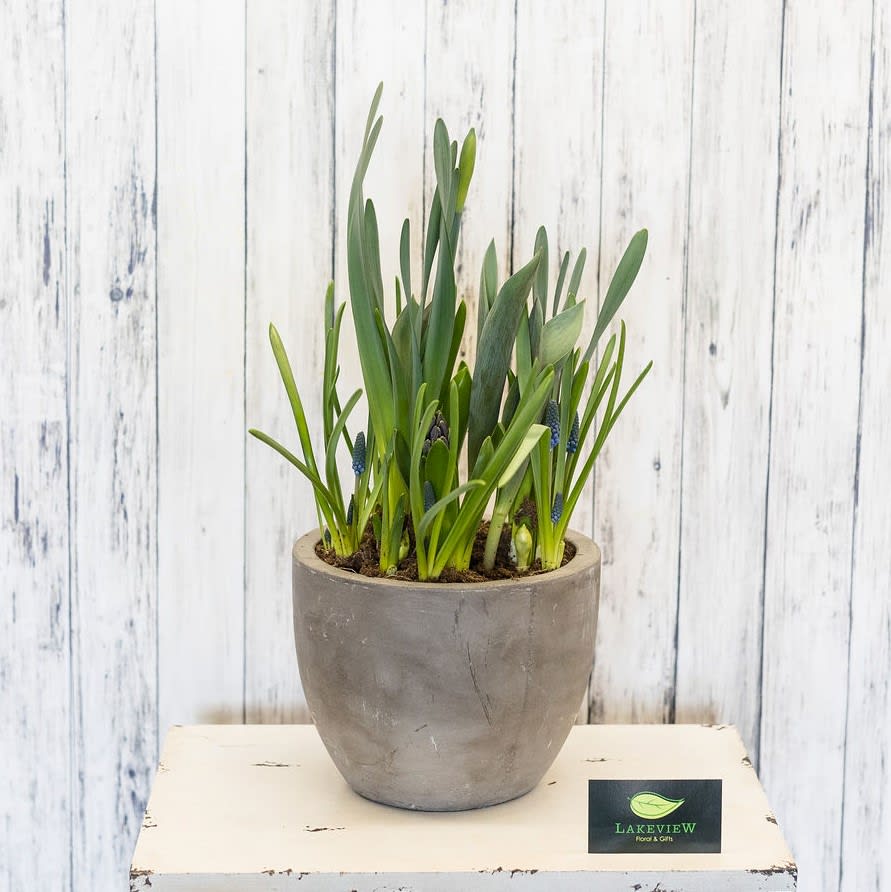 Renew - The epitome of spring!  Watch as tulips, daffodils and hyacinth blossom from bulbs into beautiful flowers. 