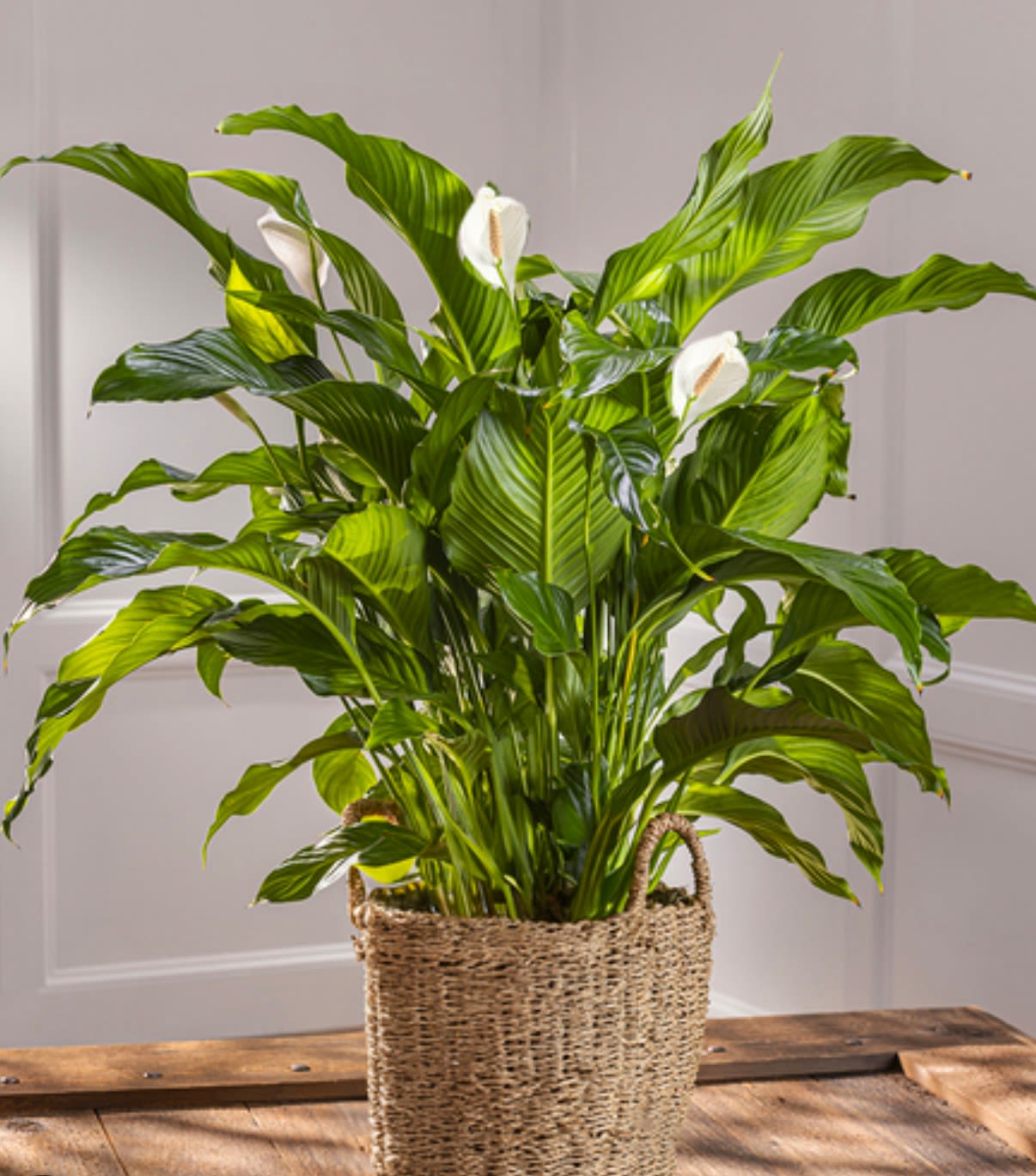 Spathiphyllum "Peace Lily" 10 inch - The spathiphyllum plant, also known as a peace lily, set in a modern planter. Peace Lilies are easy to grow and are known for their air toxin removing properties. Send the gift of greenery! 