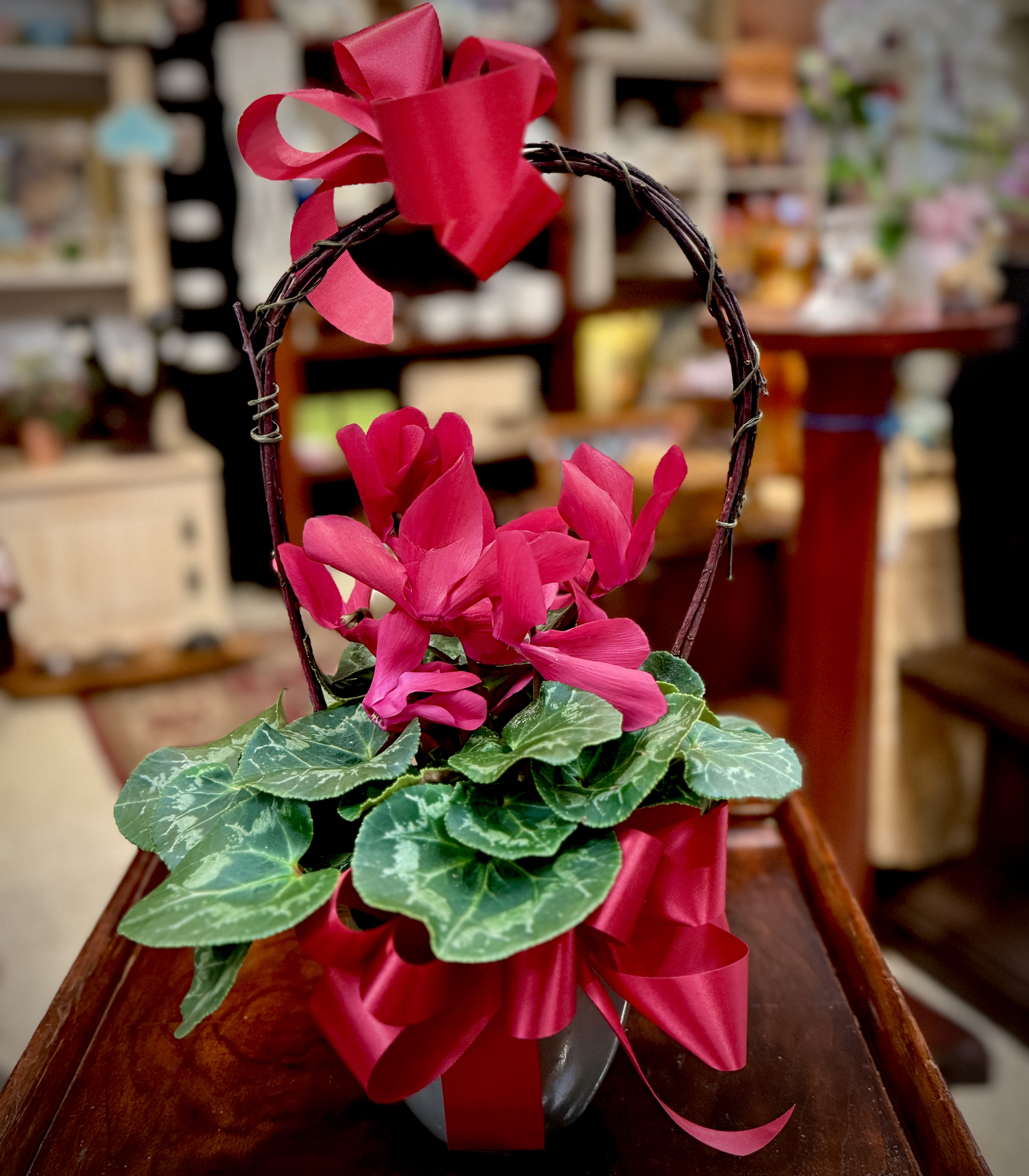 Red Cyclamen Plant - Lovely red cyclamen plant with a faux handle and bow. Perfect for your plant-loving Valentine! Approximately 15" H  We are proud to deliver our flower creations to the Kenosha, Somers, and Pleasant Prairie area. With over 55 years of combined flower design experience in Kenosha, Wisconsin, A Summer's Garden Florist and Gifts is the perfect choice for the freshest flowers, the most creative design, and exceptional customer service.