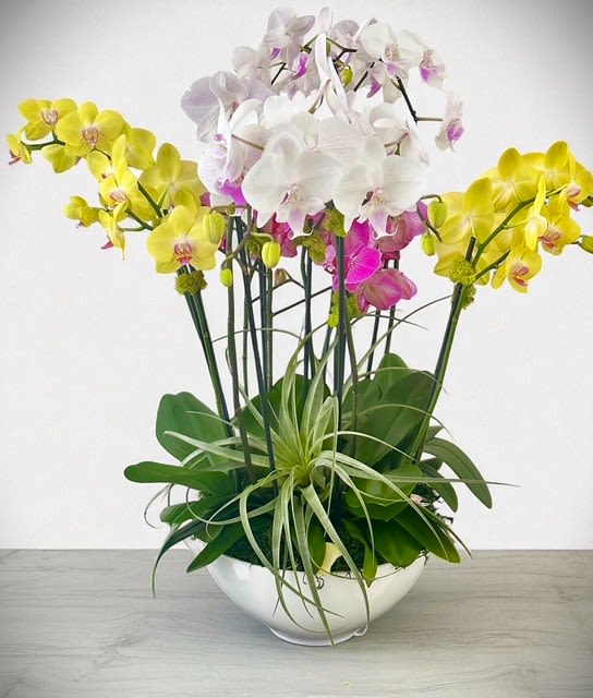 12 Stem Orchid Bonanza - Prepare to be wowed! The 12 Stem Orchid Bonanza is a bold and breathtaking display of elegance and color. Featuring twelve oversized stems of multi-colored orchids, this luxurious arrangement is a true showstopper. Each stem boasts vibrant blooms in a spectrum of dazzling hues—radiant purples, soft pinks, sunny yellows, and creamy whites—creating a tropical cascade of beauty. Perfect for milestone celebrations, grand gestures, or making a serious statement, this orchid masterpiece brings exotic charm and striking sophistication to any space.  Custom color arrangements are available with enough lead-time and availability.  