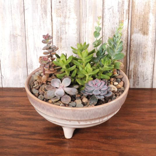 Amethyst Succulent  - Small Succulent planter with variety of plants.