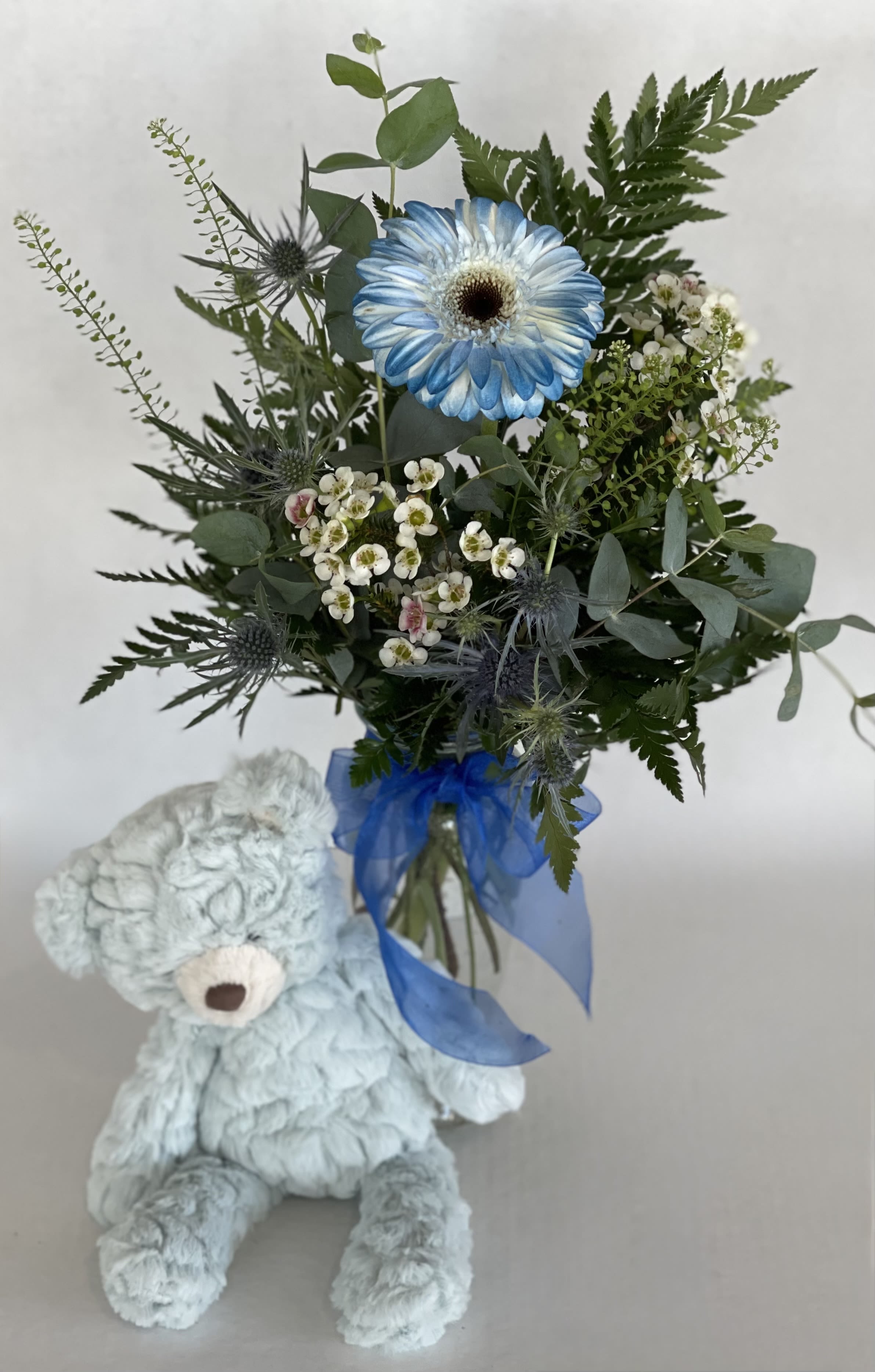 It's a Boy-Gift Set!  - This wonderful blue and white arrangement will bring cheer to new moms and dads celebrating their new bundle of joy! This unique arrangement comes with a blue tipped gerbera.  It is styled with greens and white wax with a blue bow. 