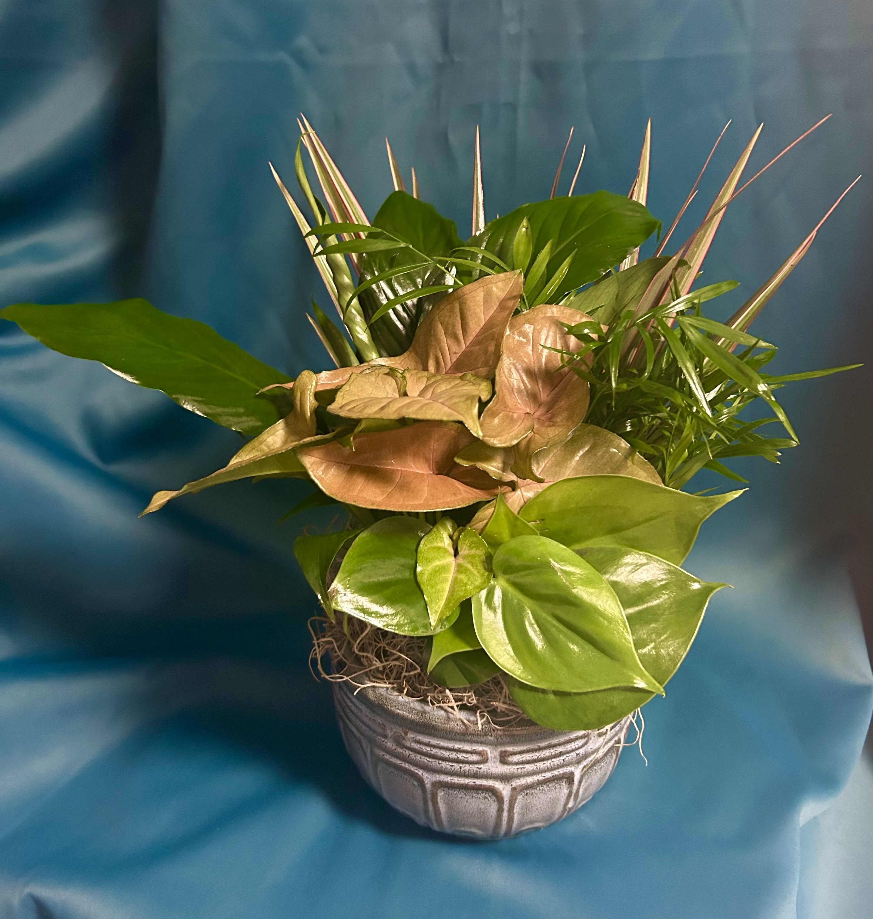 DISH GARDEN - A variety of houseplants varying in texture and color. All gardens are planted in a planter (color may vary) and finished with moss or river rocks.  Standard 6",  Deluxe 8" , &amp; Premium 10".  