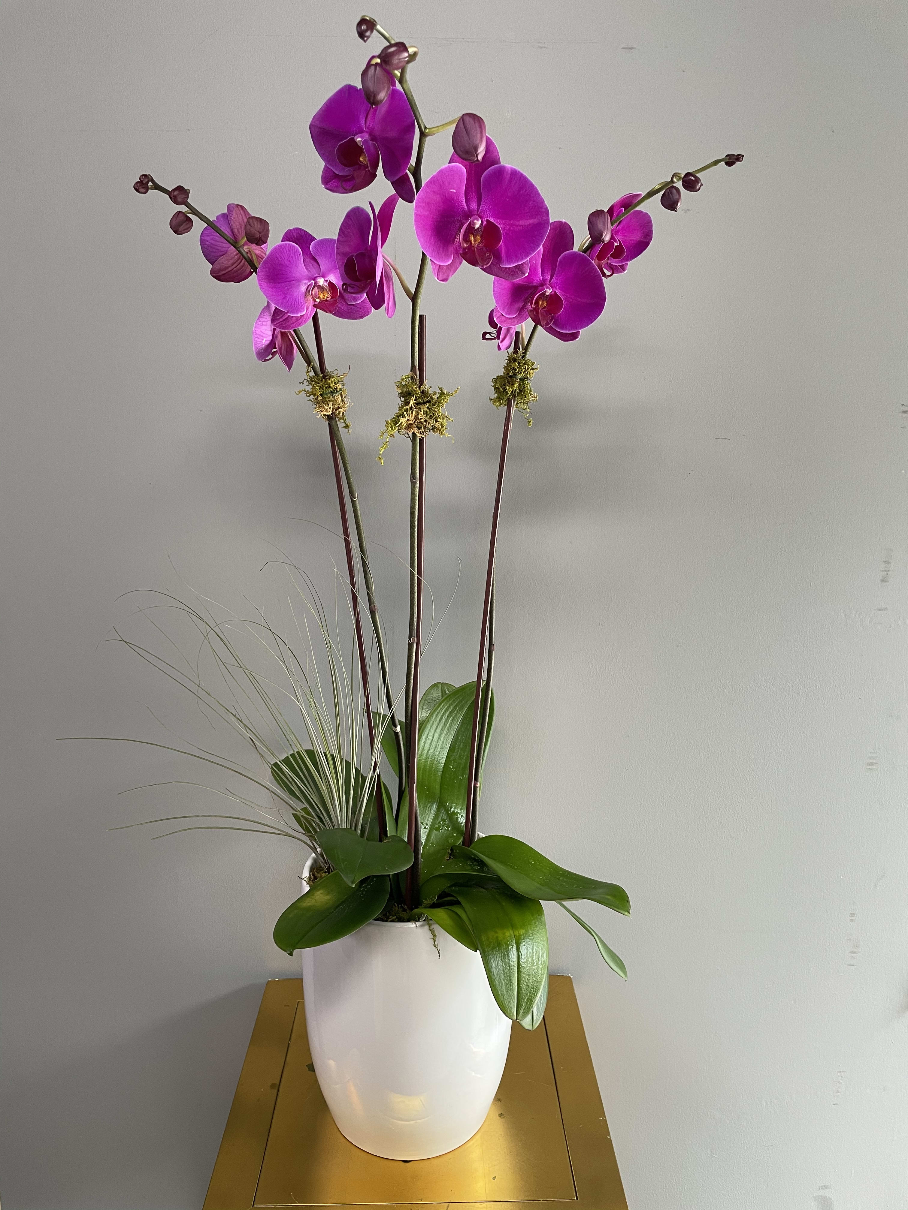 Triple Purple Orchids - Triple Purple Orchids showcases three tall and stunning purple Phalaenopsis orchids, elegantly arranged in a beautiful white ceramic pot. This sophisticated arrangement brings a touch of luxury and grace to any space, making it the perfect gift for any occasion.  Please note: Color of orchids and ceramic pot may vary depending on availability, ensuring each arrangement is fresh and unique.  Orchid Care Instructions: To keep your Phalaenopsis orchids thriving, water them moderately every other week using a spray bottle. Lightly dampen the soil but avoid overwatering. These orchids prefer bright, indirect light, but should be kept away from direct sunlight and air conditioning. With the right care, your orchids will bloom beautifully and add lasting elegance to your home.