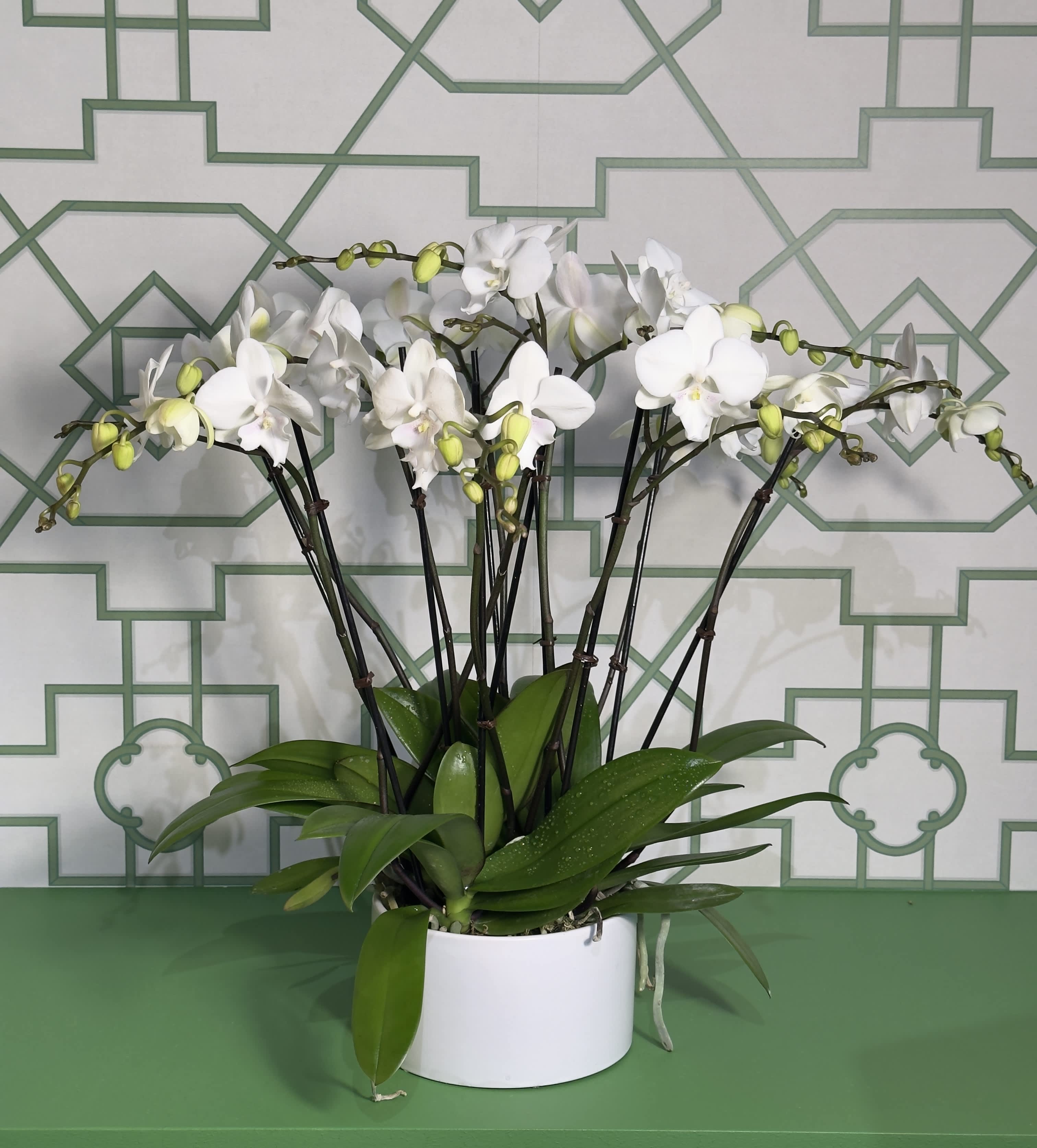Mini Orchid Bliss - Add a touch of delicate elegance to your space with these beautiful 6 white mini orchids, arranged in a clean, classic ceramic pot. The petite blooms offer a subtle, sophisticated charm, perfect for brightening up any room or as a thoughtful gift. Their minimalist design and timeless beauty make them a versatile addition to any decor.  Please note: Orchid variety and container shape may vary based on availability, ensuring each piece is one of a kind.   Orchid Care Instructions: To keep your mini orchids looking their best, water them moderately every other week using a spray bottle. Dampening the soil is sufficient—be sure not to overwater. Place your orchids in a spot with bright, indirect light, and avoid direct sunlight or exposure to air conditioning. Orchids thrive best when kept in a location with steady warmth and humidity. With proper care, your orchids will continue to bloom and add beauty to your space for a long time.
