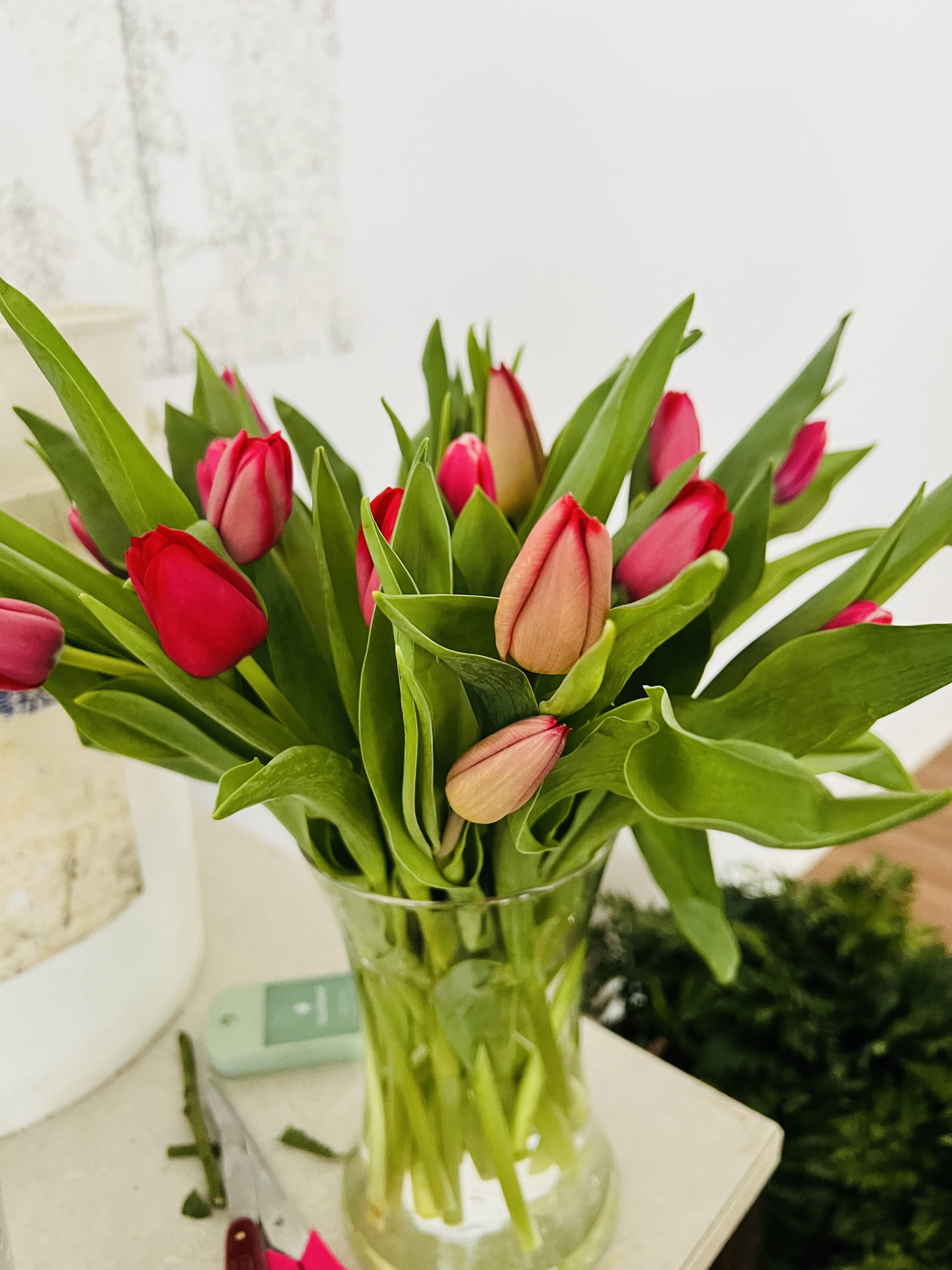 Lovely Tulips - 20 beautiful tulips! A popular favorite. 