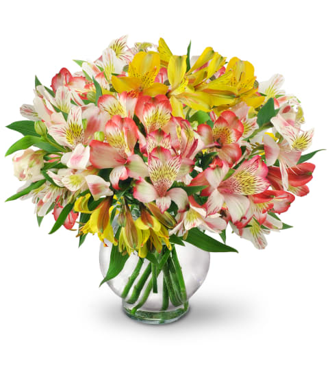 Awesome Peruvian Lily - Alstroemeria signify devotion, prosperity and fortune. This awesome arrangement delivers all these sentiments and more.