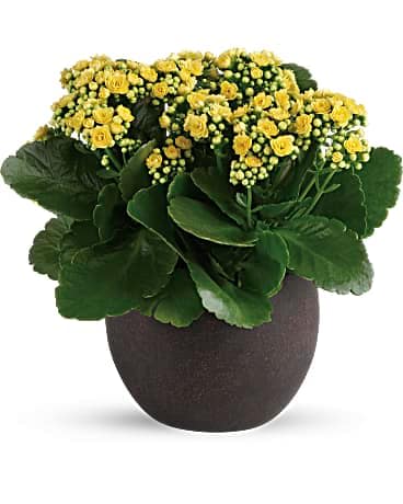 Forever Yellow Kalanchoes - With their petite yellow blooms and large, shiny leaves, these glorious kalanchoe plants add a ray of sunshine to any room! This pretty arrangement features yellow kalanchoe plants. Delivered in a weathered brown round pot.
