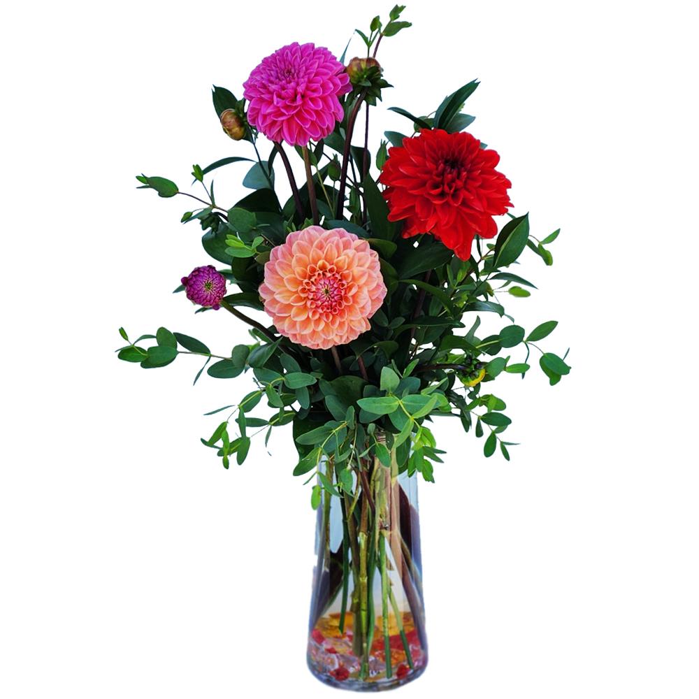 Dahlia Delight - Dahlia Delight – Elegant Bouquet with Eucalyptus &amp; Garden Greens  Make a bold yet elegant statement with our Dahlia Delight Bouquet, featuring a stunning array of assorted dahlias, aromatic eucalyptus, and fresh garden greens. Each bouquet is artistically arranged in a clear designer glass vase, perfect for adding a natural, sophisticated touch to any room or celebration.  Ideal for birthdays, thank-you gifts, or seasonal decor, this fresh flower arrangement offers color, texture, and a modern organic look that’s sure to impress.  Available Sizes:  • Standard: 3 Assorted Dahlias, Eucalyptus &amp; Garden Greens – Glass Vase  • Deluxe: 6 Assorted Dahlias, Eucalyptus &amp; Garden Greens – Glass Vase  • Premium: 12 Assorted Dahlias, Eucalyptus &amp; Garden Greens – Glass Vase  Standard size measures approx. 6" wide x 16" high. Deluxe and Premium versions include more blooms and are arranged in larger vases for a fuller, more dramatic look.  Flower Care Tips: To extend the life of your bouquet: • Keep the arrangement in a cool location, away from direct sunlight, heaters, vents, or fans. • Refill the vase with fresh water daily. • Change water every 2–3 days and trim stems at an angle with a sharp knife or scissors. • Avoid placing near electronics or warm surfaces.  Enjoy lasting beauty and freshness with this exquisite floral design—order your Dahlia Delight today for delivery that inspires.