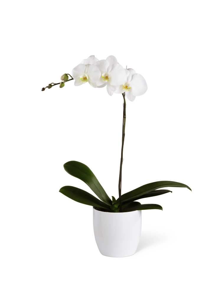 Single Luxury White Orchid  - Classic single stem  Phalaenopsis orchid in a classic white pot.