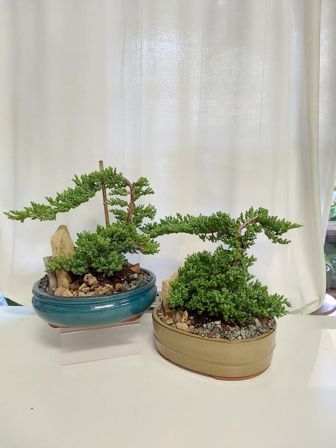 Juniper Bonsai Tree - Bring the serene artistry of ancient Japan into your home or garden with our stunning Cascade Juniper Bonsai Duo – timeless living sculptures that capture the essence of nature's dramatic beauty! These exquisite Juniperus procumbens 'Nana' bonsai feature lush, vibrant green scale-like foliage cascading gracefully over curved trunks, evoking windswept cliffs or flowing waterfalls in miniature form. Hand-trained in authentic cascade (Kengai) style, each tree is a masterpiece of balance and movement:   Perfect as a striking focal point on a patio, desk, or entryway, these hardy outdoor bonsai thrive in full sun to partial shade, require minimal watering (allow soil to dry slightly between), and respond beautifully to light pruning. Symbolizing resilience, longevity, and tranquility, they're ideal gifts for bonsai enthusiasts, new homeowners, or anyone seeking mindful, low-maintenance living art.   Elevate your space with authentic, handcrafted bonsai that grows more beautiful with time. Limited availability—claim your cascade Juniper masterpiece today!" PRICE FOR 1 PLANT &amp; ACTUAL CONTAINER &amp; PLANT MAY VARY.