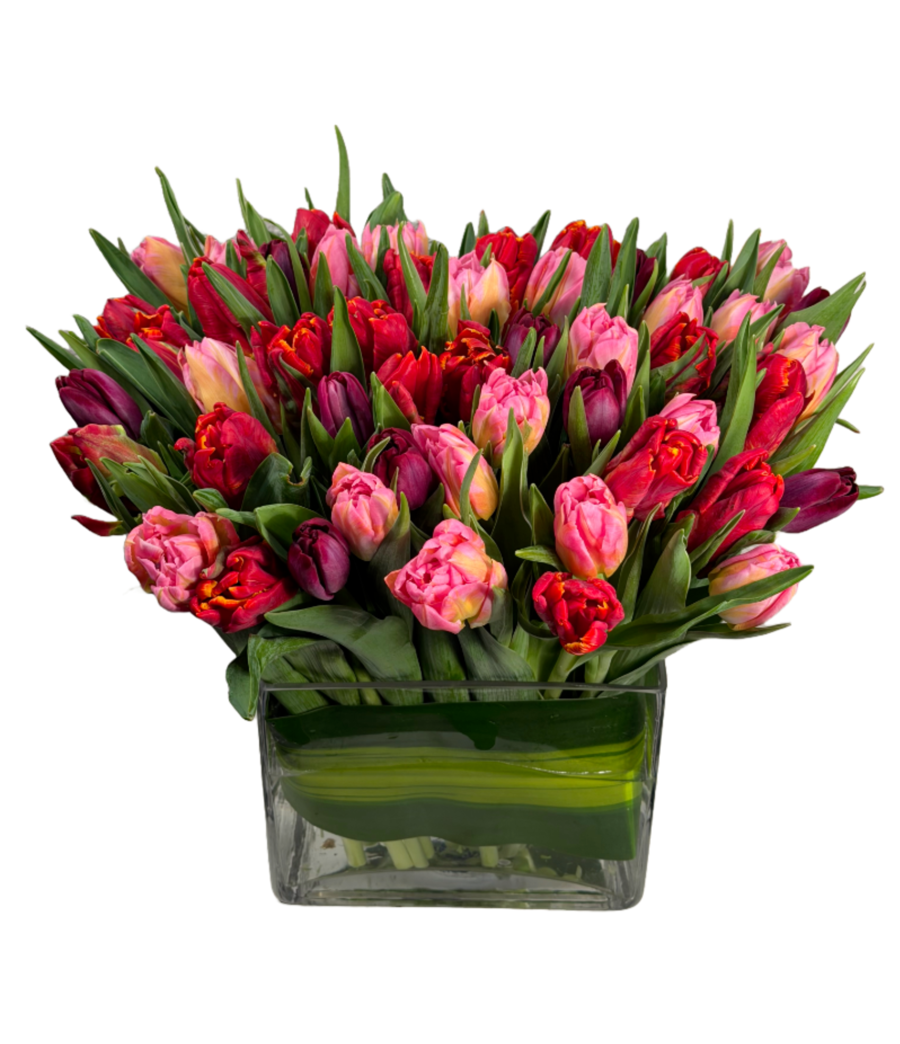 Petal - A gathering of deep red, hot pink and strong purple tulips, waiting to tell their full story. As the hours pass, their petals slowly unfurl—opening wider, softer, more expressive—inviting you to watch, imagine, and fall a little more in love each time they bloom.