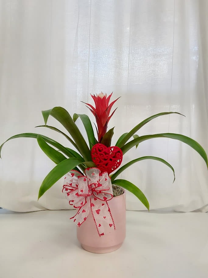 Red Guzmania Bromeliad - Ignite passion and add tropical flair with our Romantic Red Guzmania Bromeliad – the ultimate symbol of bold love and exotic beauty! This vibrant bromeliad bursts with a brilliant red flower spike that stands tall above lush, arching green leaves, creating a dramatic, long-lasting display (often 3–6 months or more). The colorful bract is nature's showstopper—vibrant, carefree, and full of tropical energy.   Presented in a charming pink ceramic pot and dressed for romance with a delicate sheer bow accented in red hearts plus a stunning red openwork heart pick, it's ready to steal hearts for Valentine's Day, anniversaries, birthdays, or any occasion that calls for something special and unforgettable. Easy-care superstar: thrives in bright indirect light, enjoys a central 'cup' filled with water (flush monthly), and prefers moderate humidity—perfect for homes, offices, or as a thoughtful, living gift that keeps giving.   Surprise someone with this fiery red beauty and let love bloom bright—limited stock on these gift-ready treasures. Order your Red Guzmania 'Heart Glow' today!"
