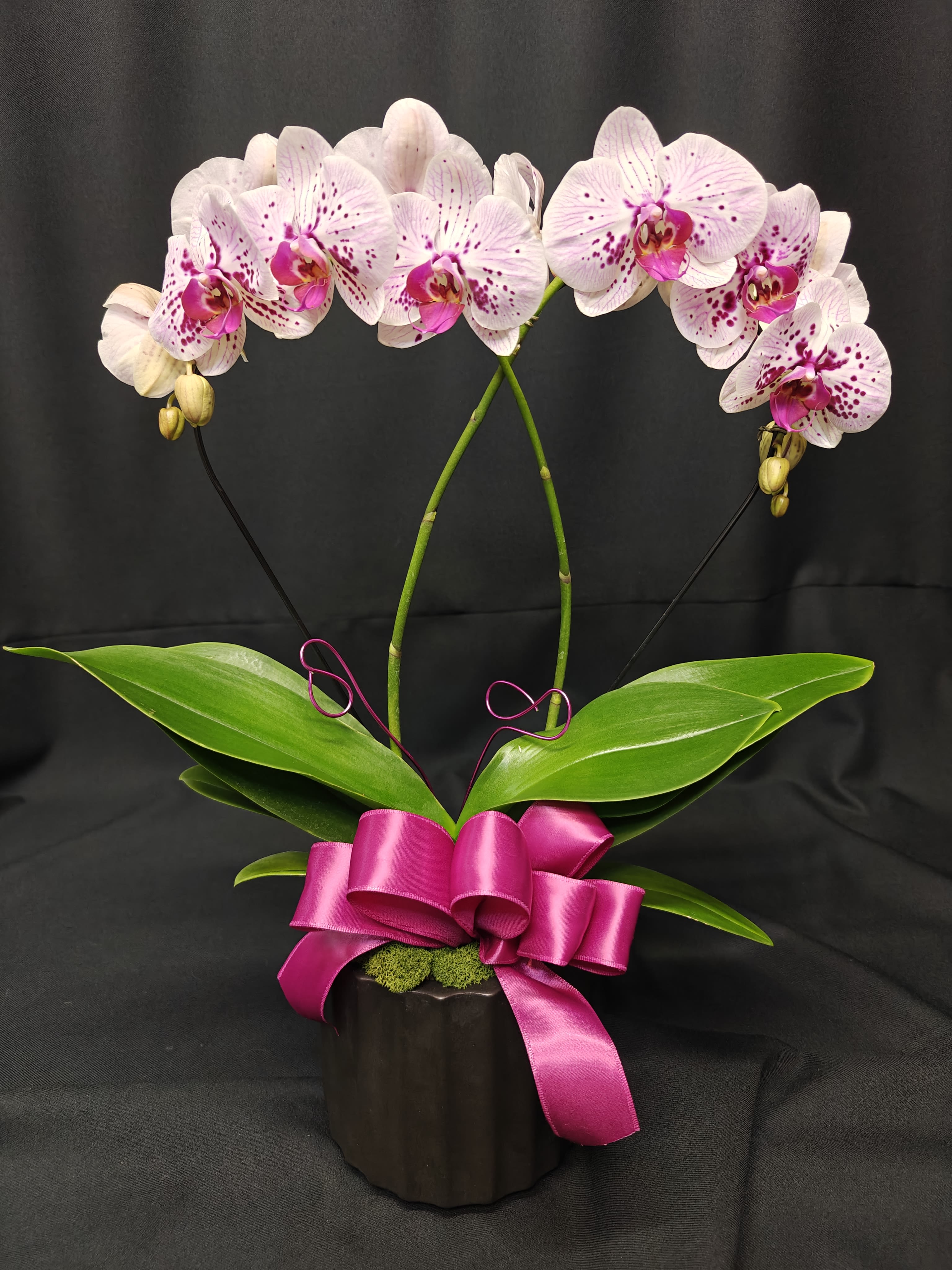 Heart Shape Living Orchid Plant - Lovely Phaelenopsis moth orchid potted for enjoying indoors for many weeks. Some people keep them alive indefinitely. Beautiful blooms indoors. Colors and container may vary. 