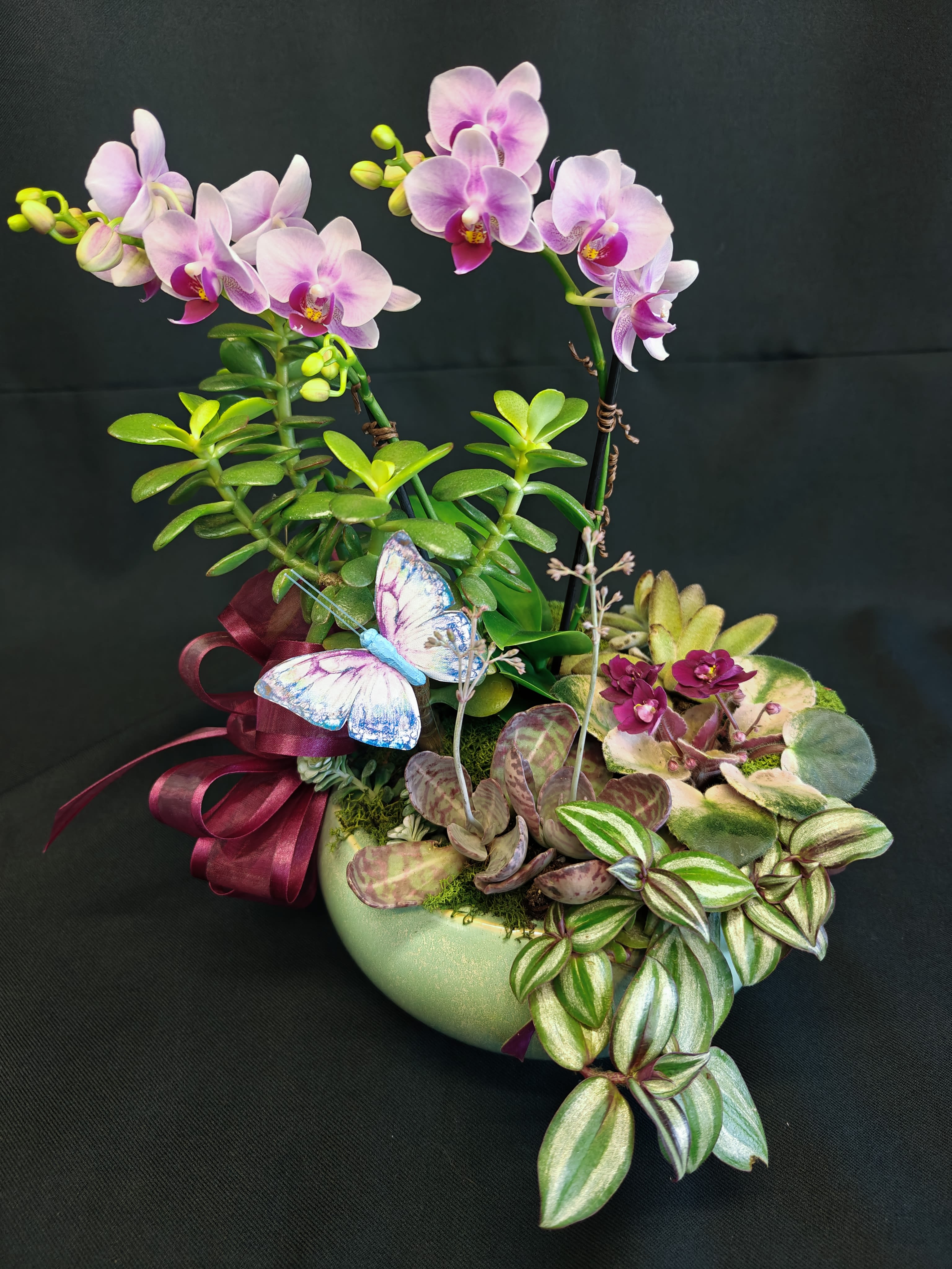 Butterfly orchid garden - Medium size indoor potted garden to be enjoyed for many weeks. Blooming mini orchid plant and butterfly accent. Plants and container may vary. 