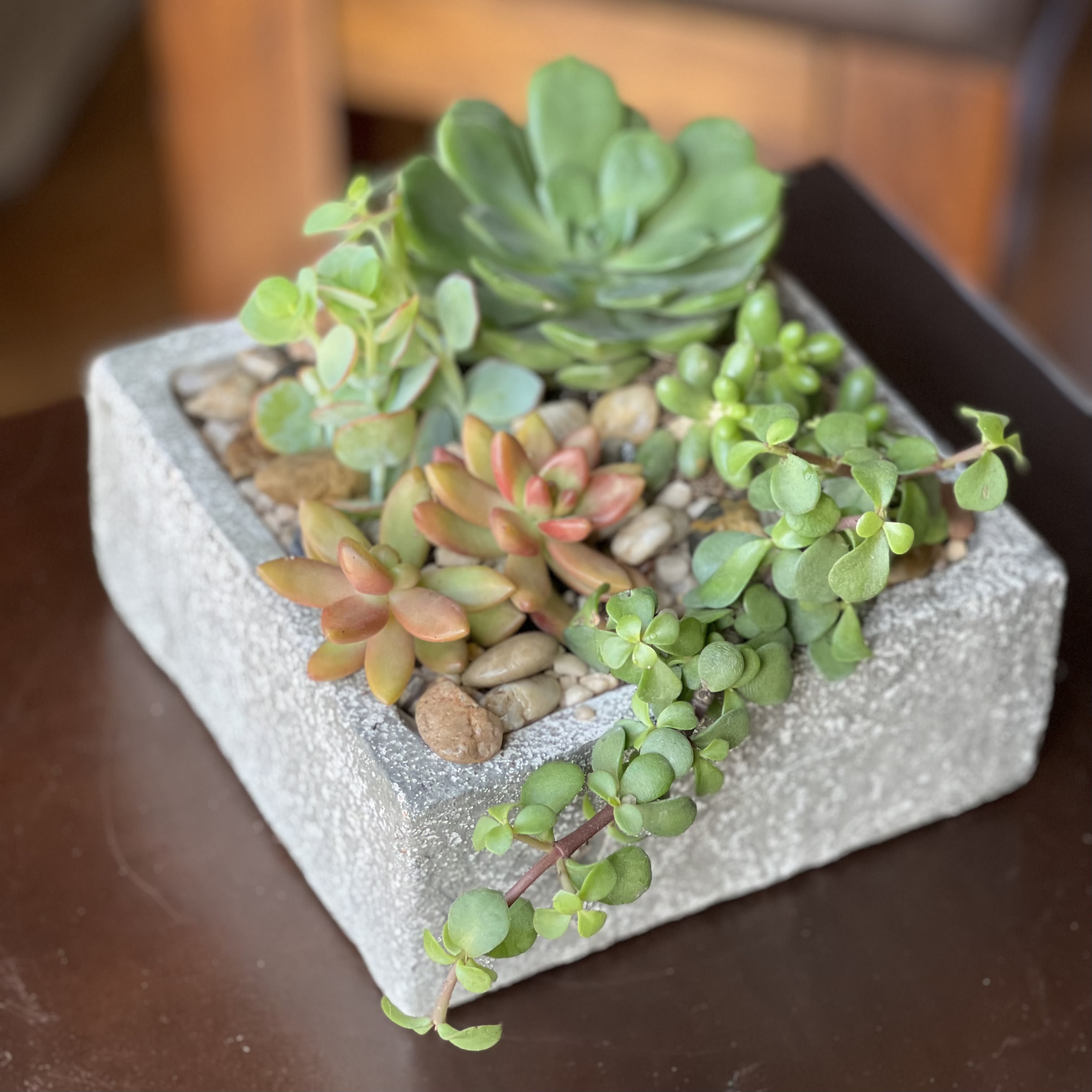 Burnam Creek - Succulent Garden - A variety of petite succulents with stones and pebbles in a rustic square container. Great as office desk or kitchen décor.   *Please remember that the photos depict a sample arrangement in an overall design style. There are no guarantees that your gift arrangement will look identical to these photos. Tama will do her very best to duplicate the arrangement.