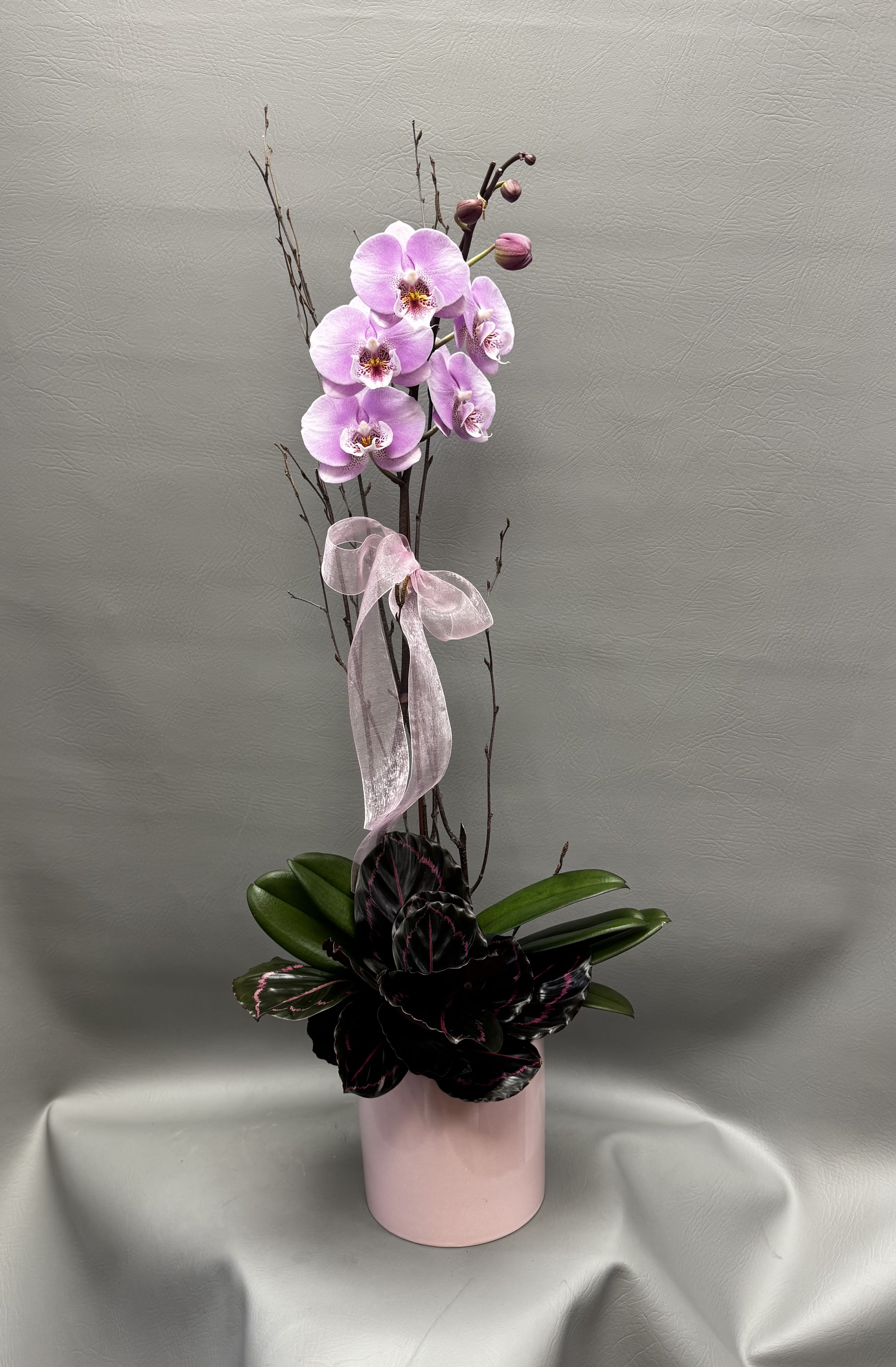 Sweetheart Orchid Garden - Soft pink orchid blooms paired with dramatic calathea leaves make this arrangement both romantic and modern. Styled in a pink keepsake pot with a delicate bow, it’s a thoughtful Valentine’s gift that brings beauty long after the flowers are given.