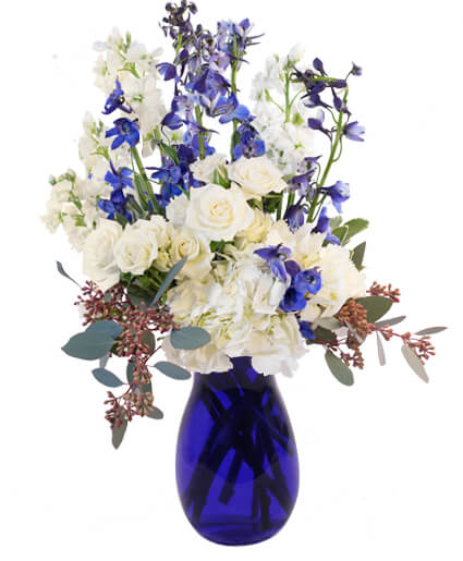 Hints of Sapphire - Seeded Eucalyptus and Variegated Pittosporum, wrapped around White Stock, Blue Delphinium, White Spray Roses and White Hydrangea in a deep blue vase. 