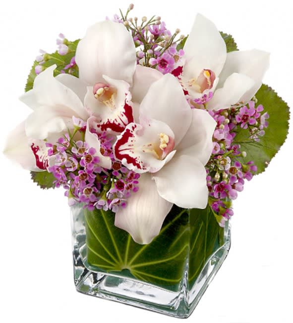 Cymbidium Orchid Cube - Cymbidium Orchid Cube  For a gift that feels both luxurious and effortlessly elegant, this arrangement of exotic fresh-cut cymbidium orchid blooms is beautifully accented with delicate pink waxflower and fresh garden greens. Hand-arranged in a leaf-lined glass cube vase, this chic design brings a hint of the tropics to any space—perfect for birthdays, celebrations, or refined everyday gifting.  Standard size measures approximately 7" (W) x 7" (H). Deluxe and Premium versions feature additional cymbidium orchid blooms and are designed in larger glass cube vases for a fuller, more dramatic presentation.  Available Sizes:  • Standard – 5 Cymbidium Orchid Blooms, Waxflower &amp; Fresh Garden Greens Designed in a 5" Glass Cube Vase  • Deluxe – 10 Cymbidium Orchid Blooms, Waxflower &amp; Fresh Garden Greens Designed in a 6" Glass Cube Vase  • Premium – 20 Cymbidium Orchid Blooms, Waxflower &amp; Fresh Garden Greens Designed in an 8" Glass Cube Vase  • Special Order Cymbidium Orchid Colors: White, Green, Yellow, Orange, Pink, and Burgundy Custom color selections may not always be available. For availability, please contact us directly at 619-237-8842.  Elegant, modern, and undeniably striking, the Cymbidium Orchid Cube is a timeless statement of beauty and sophistication.