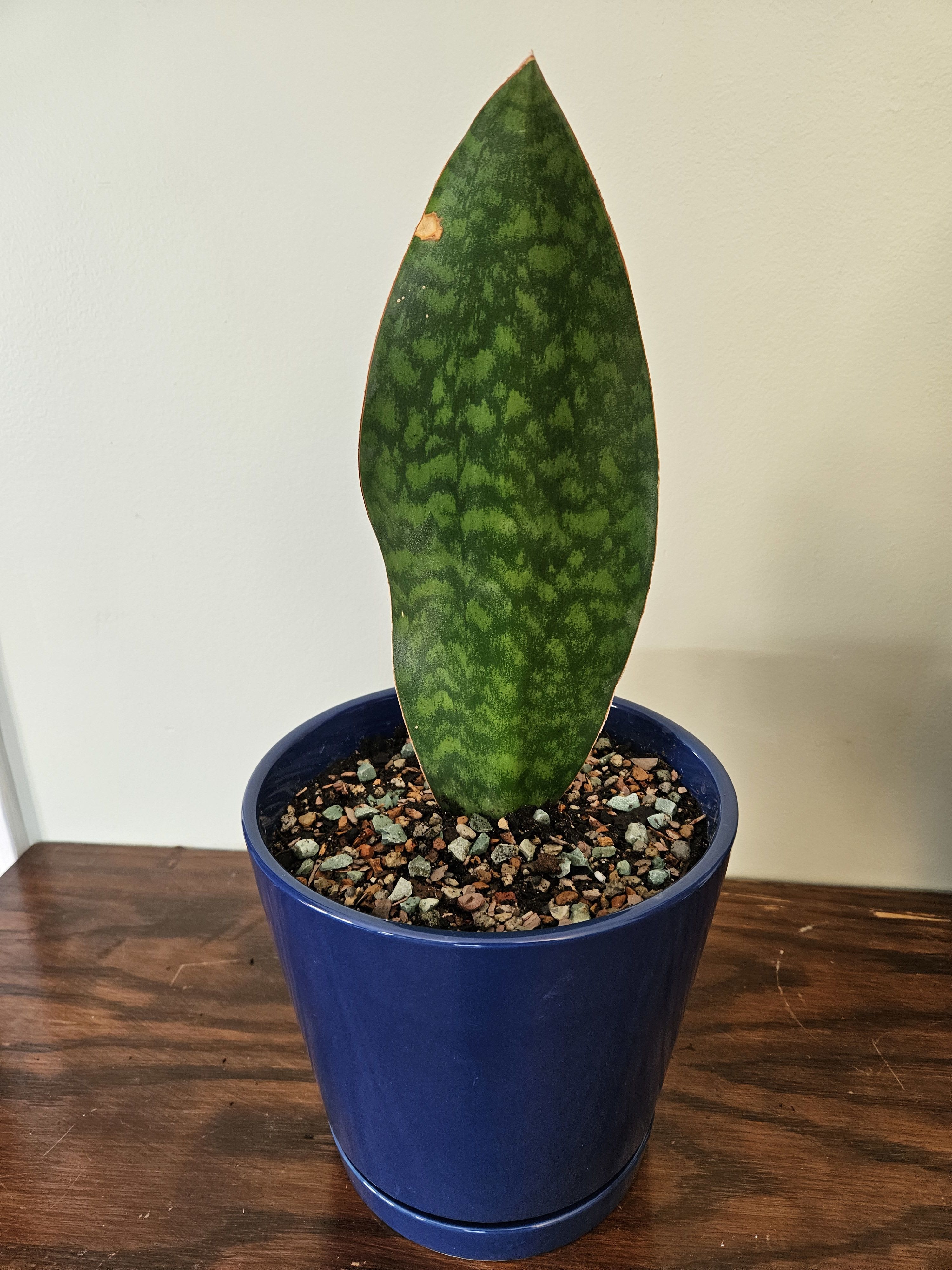  Whalefin Sansevieria (snake plant) - 8 Inch - This rare and unusual snake plant, planted here in an 8 inch ceramic pot, is quickly gaining popularity for its unique form which resembles a whale or shark fin emerging from the water.   Like other Sanseviera, it prefers bright, indirect light but will tolerate lower light conditions. Being a desert plant, only water only when quite dry. Normal household humidity is fine.Toxic to pets. Can reach up to 36 inches! Please call to schedule a pick up or delivery. Allow 1-2 days.