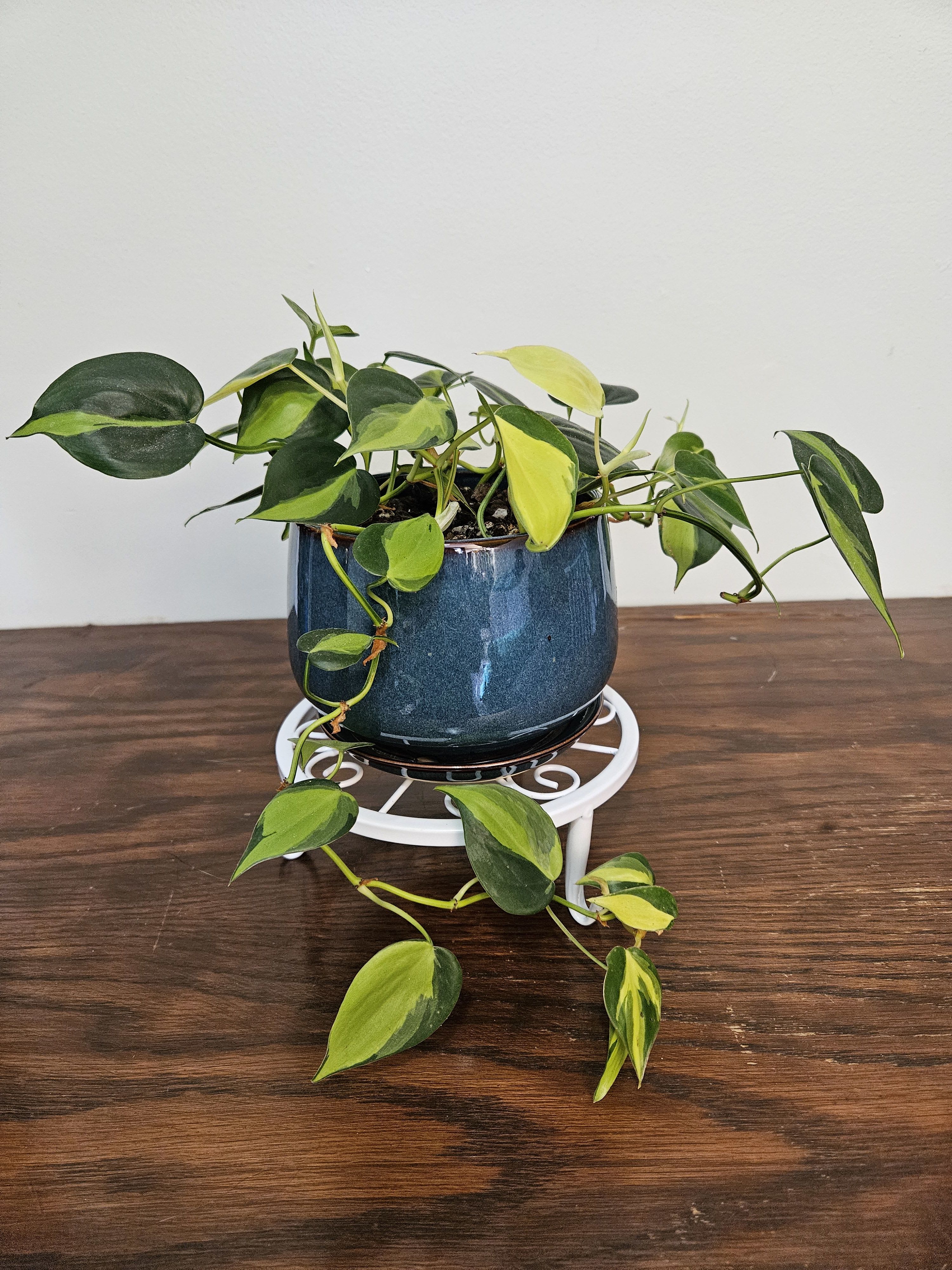 Philodendron "Brazil" - Lovely young plant in 6-inch ceramic pot. "Brazil" features distinct splashes of lime green variegation on emerald green, heart-shaped leaves that hang and trail.  Philodendrons are among the most popular houseplants due to their easy-care nature. Give this fun plant plenty of indirect light, normal household humidity, and weekly watering as the chunky, well-draining soil it loves can dry out quickly.  Please call to schedule a pick-up or delivery. Allow 1-2 business days.