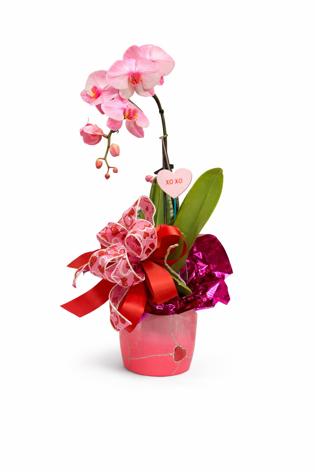 Beautiful Orchid Plant - A Beautiful Orchid Plant in a Valentines Container.