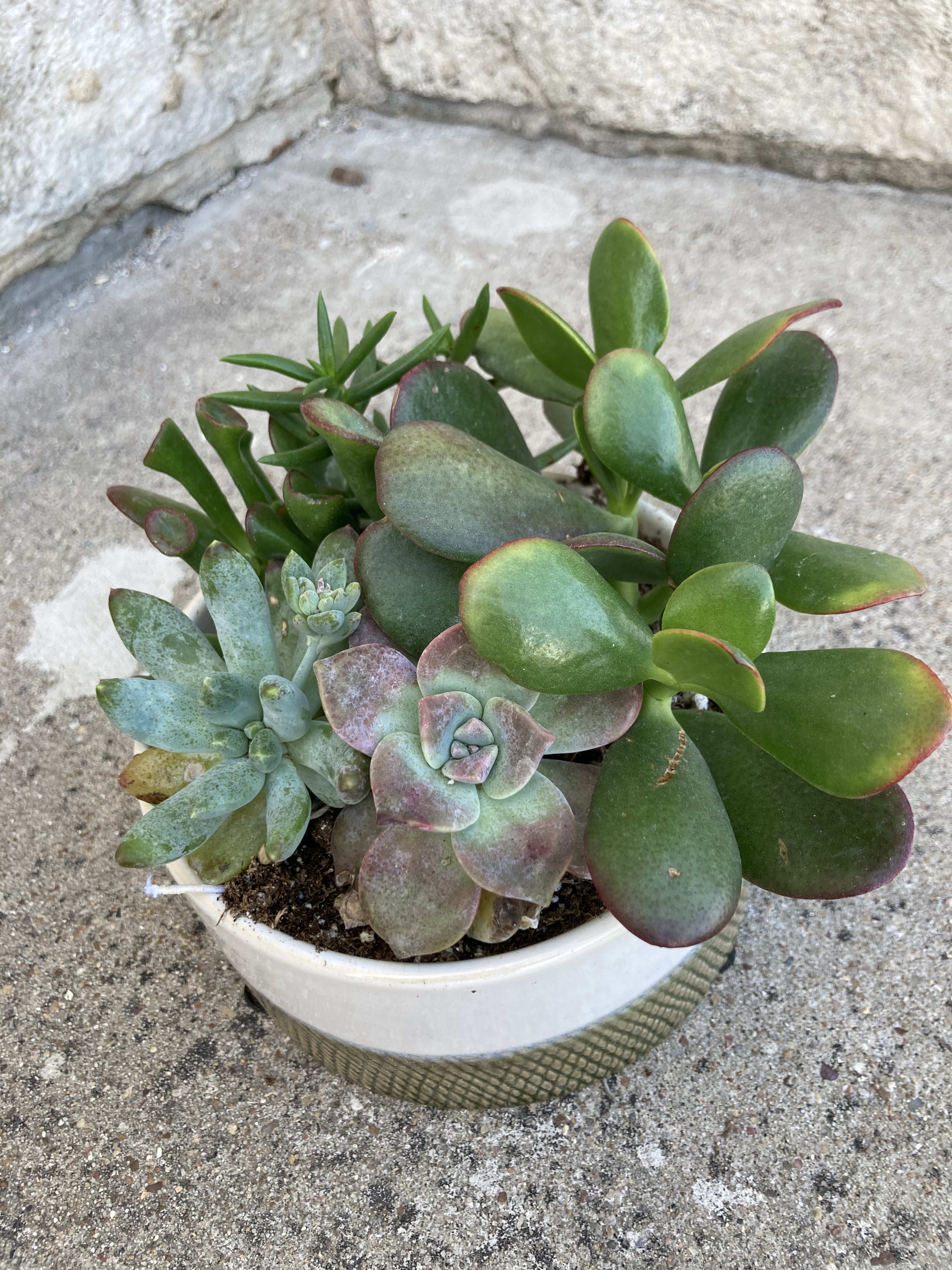 Succulent Garden, Party of Four - Echeveria Perle (“ Rosette”), Pachyveria (“Bea”), Jade Plant, and Hoya Rotundiflora or similar in ceramic pot.