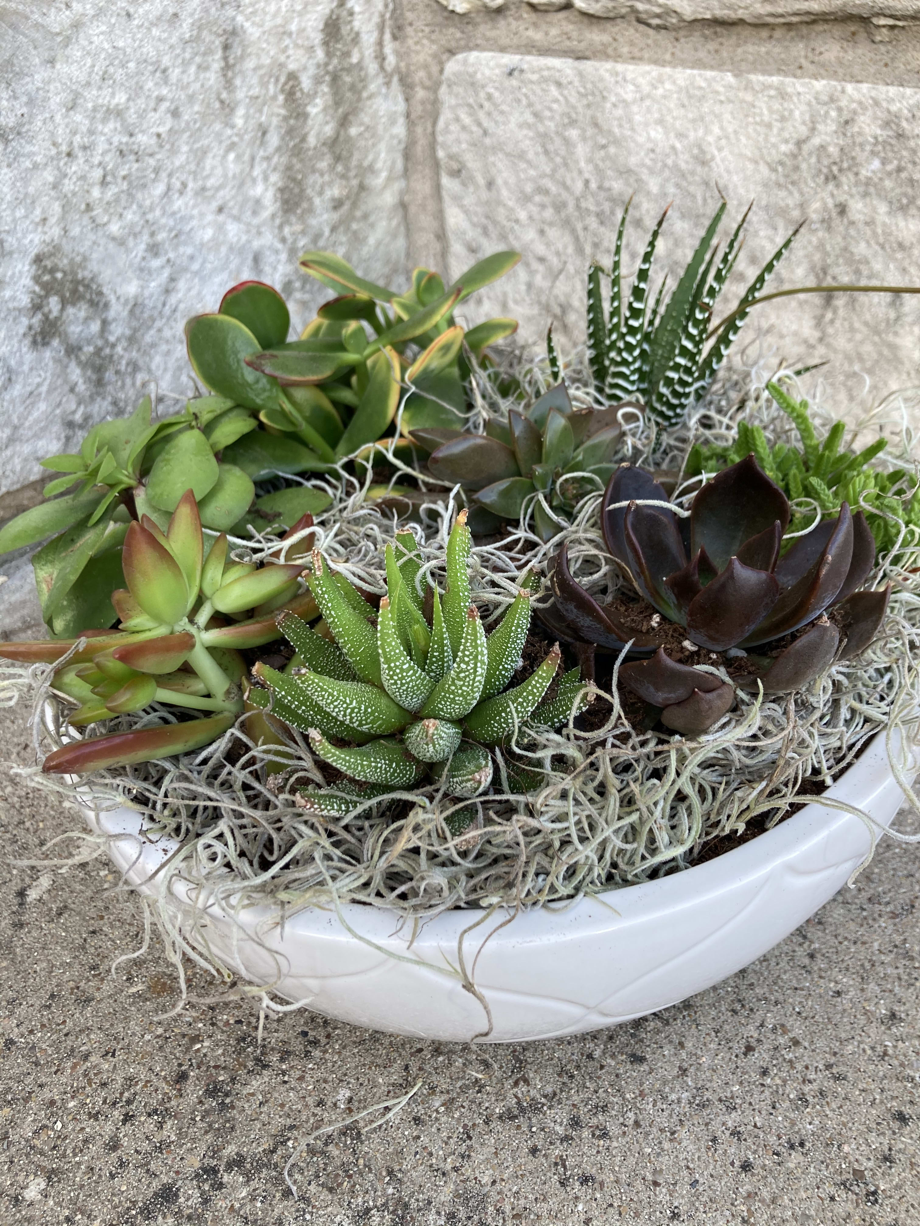 Succulent Garden, Party of Eight - A visual variety of succulents to include Zebra Plant, Black Prince, Jade Plant, Rosette, Pacific Devil’s Food, Hobbit, Princess Pine, Aloe or similar, in a ceramic bowl.