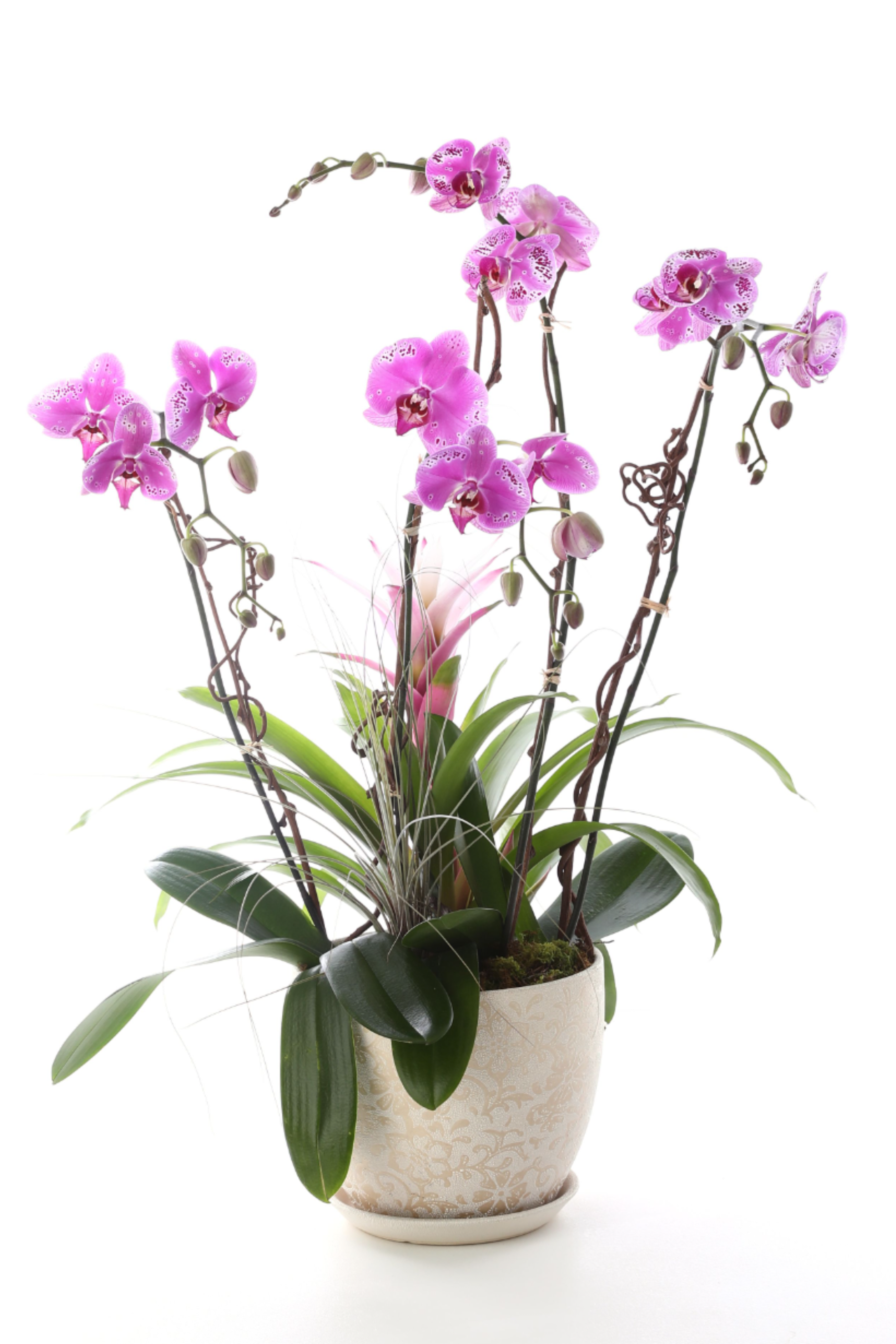 ORCHID OASIS - Soft lavender orchid plants are artfully paired with a lovely bromeliad and nestled in a timeless cream ceramic pot. This elegant living arrangement blends refined beauty with a touch of tropical charm, making it a perfect statement for homes, offices, or thoughtful gifting. Long-lasting, graceful, and effortlessly chic.