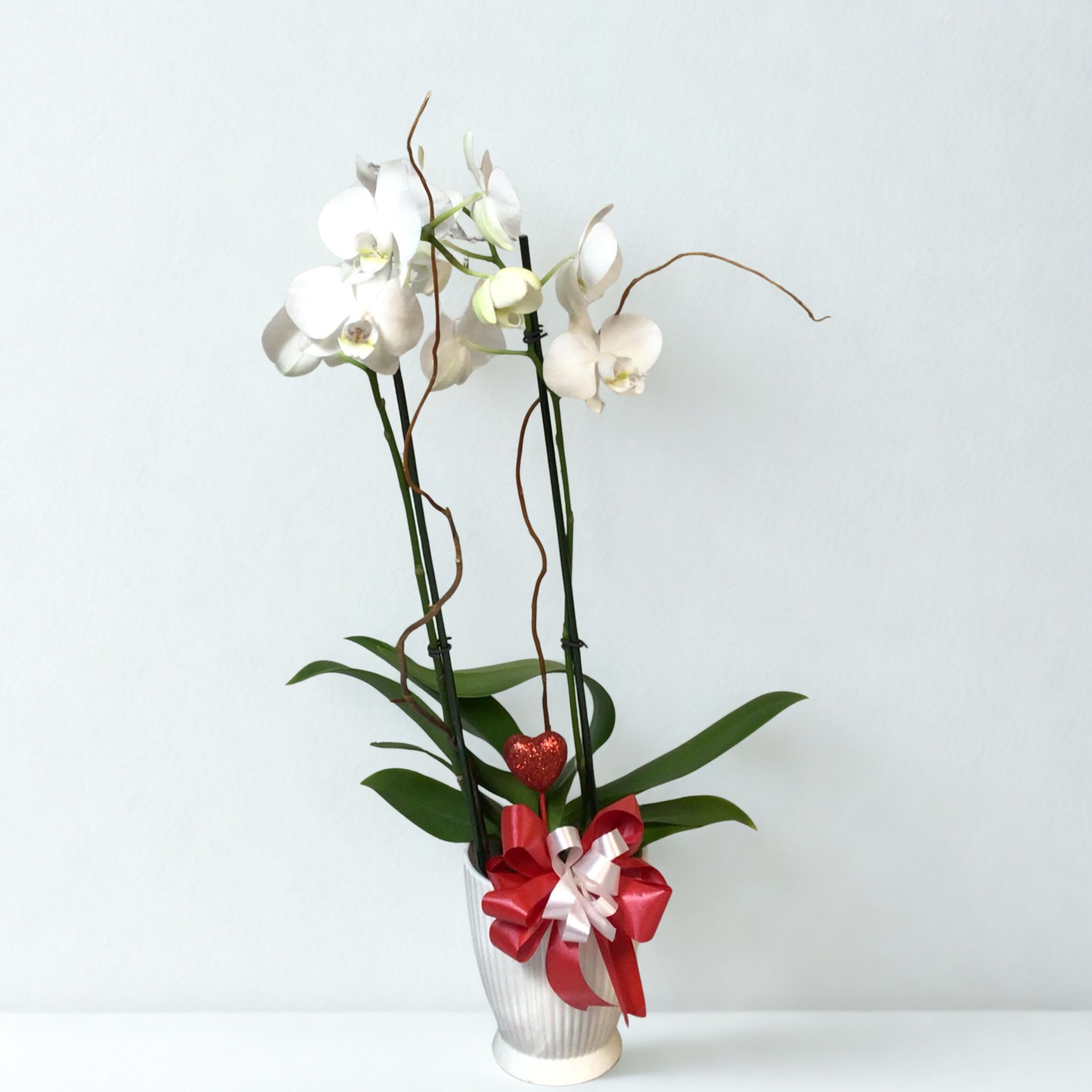 Elegant Valentine's Orchid - The Elegant Valentine's Orchid features a stunning white Phalaenopsis orchid, symbolizing purity and love, gracefully arranged with a vibrant red bow and a charming heart pick.  It's a perfect expression of love for Valentine's Day. Whether for a special someone or as a heartfelt gesture, this orchid brings lasting beauty and affection to any space.