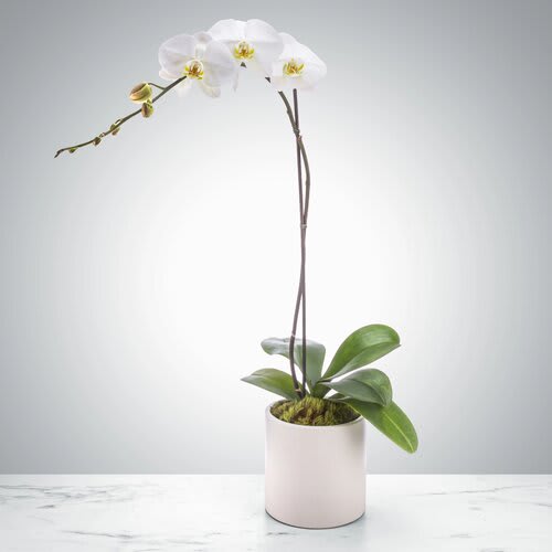 Phalaenopsis Orchid Plant (DB) - Transform your space with the timeless beauty and elegance of a white Phalaenopsis orchid in a ceramic pot accented with moss. With our same-day delivery service, you can easily order this stunning arrangement today and have it delivered promptly to any location in Boca Raton or the surrounding cities.