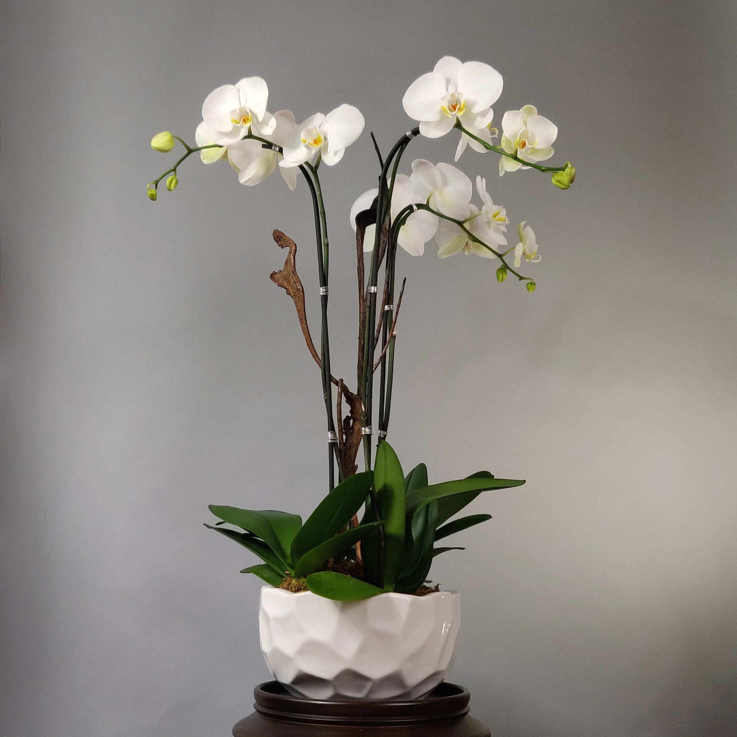 White 3 Stem Orchid Plant - An beautifully potted arrangement of 3 orchid stems in a premium ceramic vase. It makes for an elegant gift that will last a while.