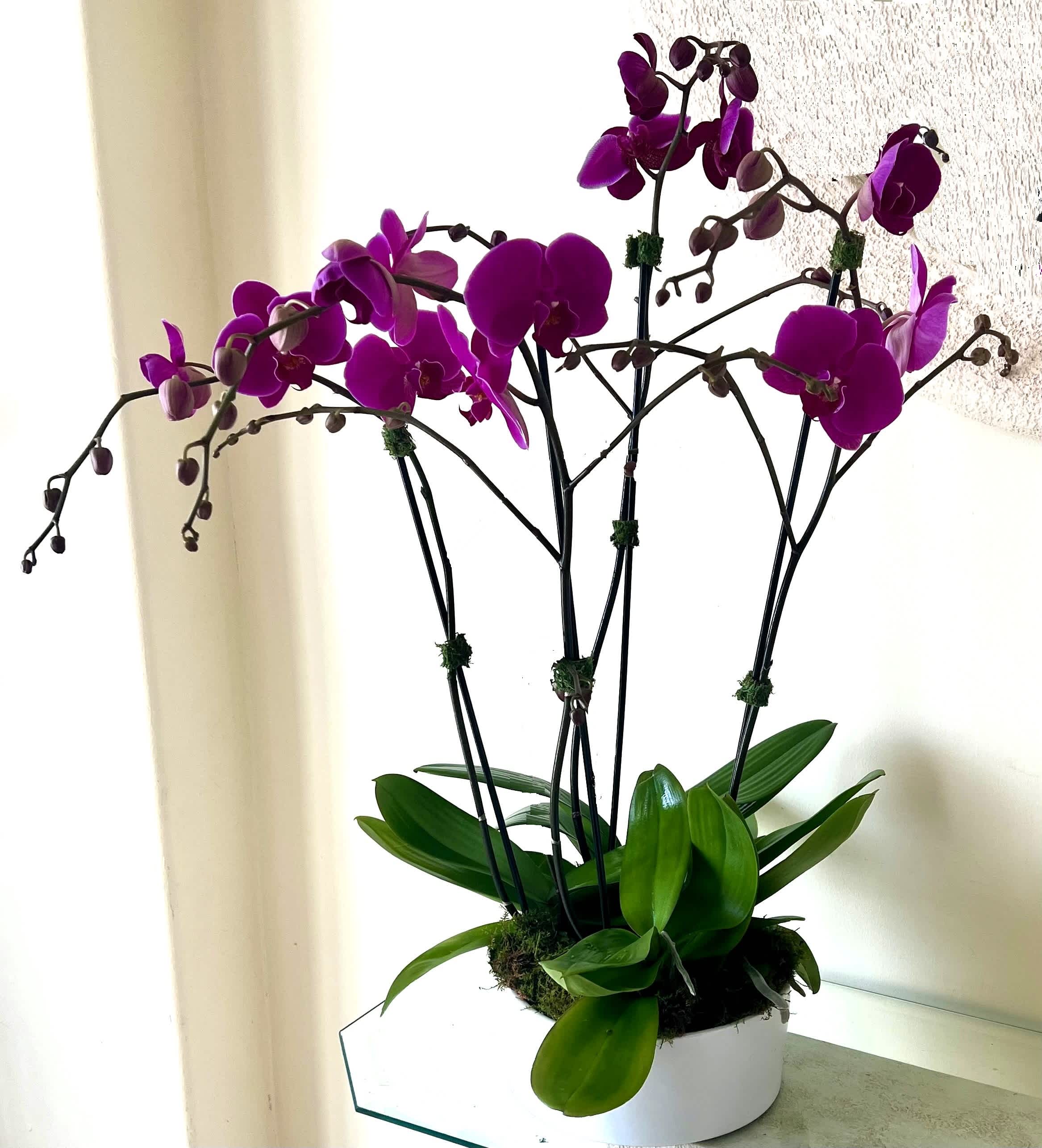 4 Orchids Purple Plants (Select) arranged in a Ceramic or Glass Container - 4 Orchids Purple Plants (Select) arranged in a Ceramic or Glass Container