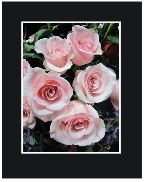 Pink Long Stem Roses Wrapped Bouquet - Roses beautifully presented, for any special occasio. ;Our premium roses are perfectly accented with lush greens to create a bouquet that shares your sentiments. Be sure to check for colors available as they change from week to week. The deluxe version has 18 roses and the premium has 24 roses