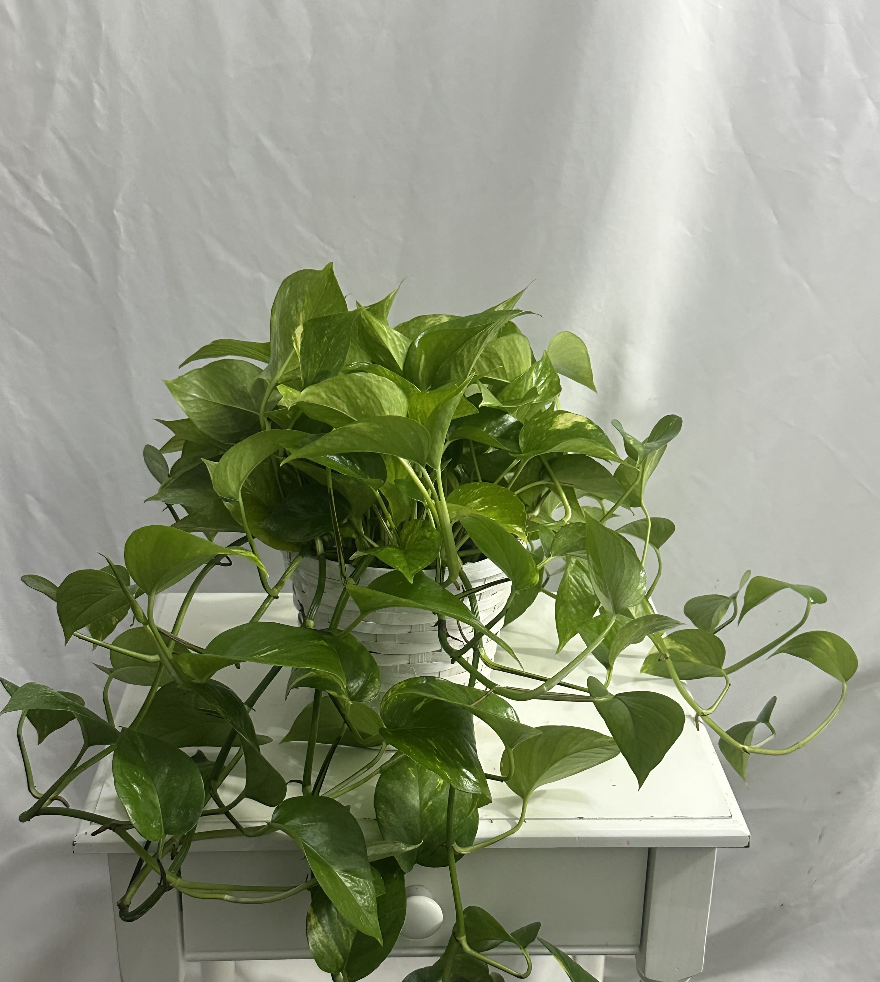 Pothos Plant - Pothos plant is easy to care and can add some green in your home or office. 
