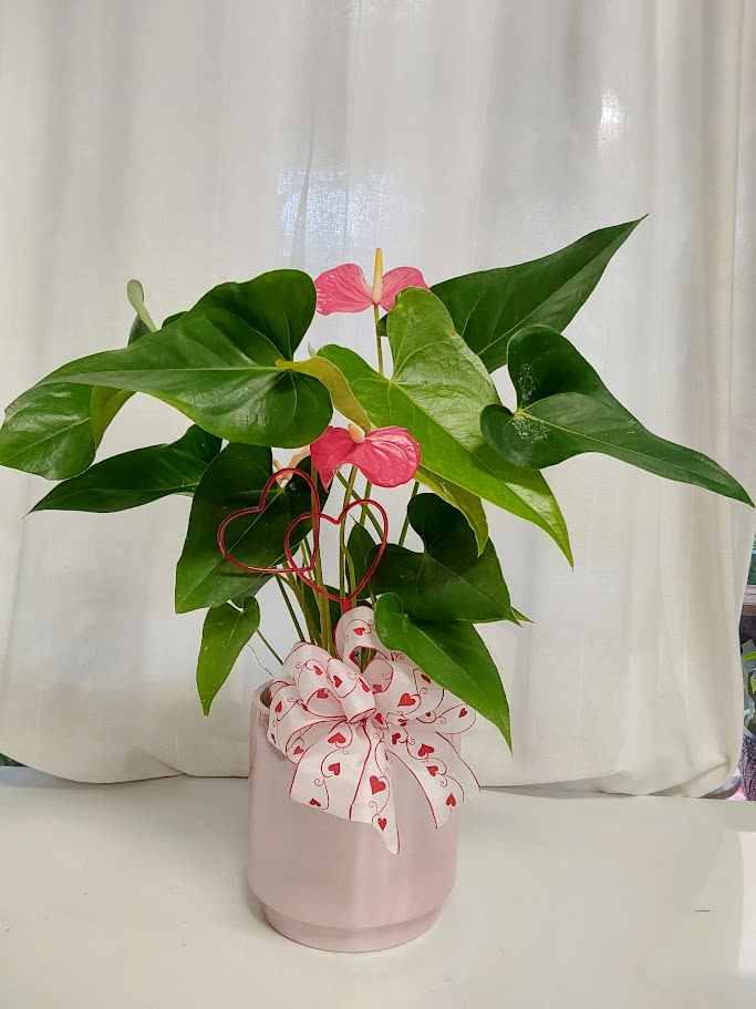 Pink Anthurium of Love - Elevate your space or surprise a loved one with this exquisite Pink Anthurium Plant, a symbol of enduring love and hospitality. Featuring striking pink blooms that last for months atop lush, glossy green foliage, this low-maintenance tropical beauty thrives in indirect light and requires minimal watering—perfect for beginners or busy plant enthusiasts. Presented in a chic pink ceramic pot tied with a whimsical heart-patterned ribbon and adorned with playful heart accents, it's an ideal gift for Valentine's Day, anniversaries, or simply adding a touch of elegance to your home or office. Bring home this air-purifying wonder and let its vibrant charm brighten every day!" 4 inch pot