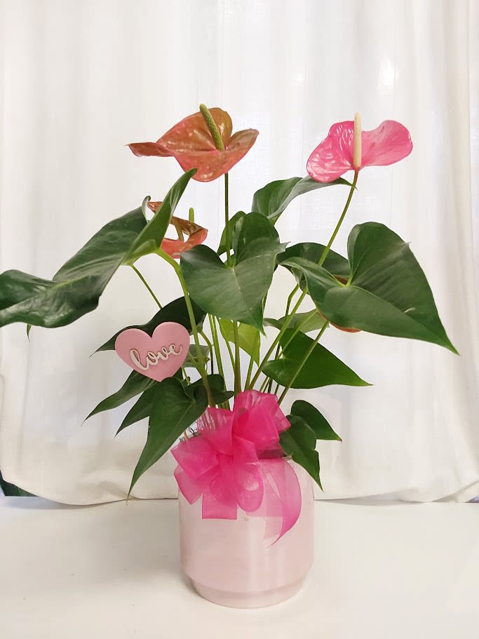 Pink Anthurium 'Love' Edition - Capture hearts with our enchanting Pink Anthurium 'Love' Edition – a timeless symbol of affection and tropical elegance! This stunning Flamingo Flower boasts multiple vibrant pink blooms in soft and warm tones, rising gracefully above lush, glossy heart-shaped leaves that stay beautiful year-round. Known for their incredibly long-lasting flowers (up to 8 weeks or more per bloom) and air-purifying qualities, Anthuriums add a touch of exotic romance to any space.   Arriving ready-to-gift in a chic frosted pink ceramic pot, wrapped in a luxurious sheer pink bow, and topped with a sweet 'LOVE' heart accent, this plant is the ultimate expression of love for anniversaries, Valentine's Day, birthdays, or simply to brighten someone's day. Easy to care for: thrives in bright indirect light, enjoys weekly watering (allow soil to dry slightly between), and loves average room humidity—ideal for homes, offices, or apartments.   Surprise someone special (or treat yourself) with this blooming beauty that keeps on giving. Limited stock—order your Pink Anthurium 'Love' today and let love bloom!" 6 inch pot