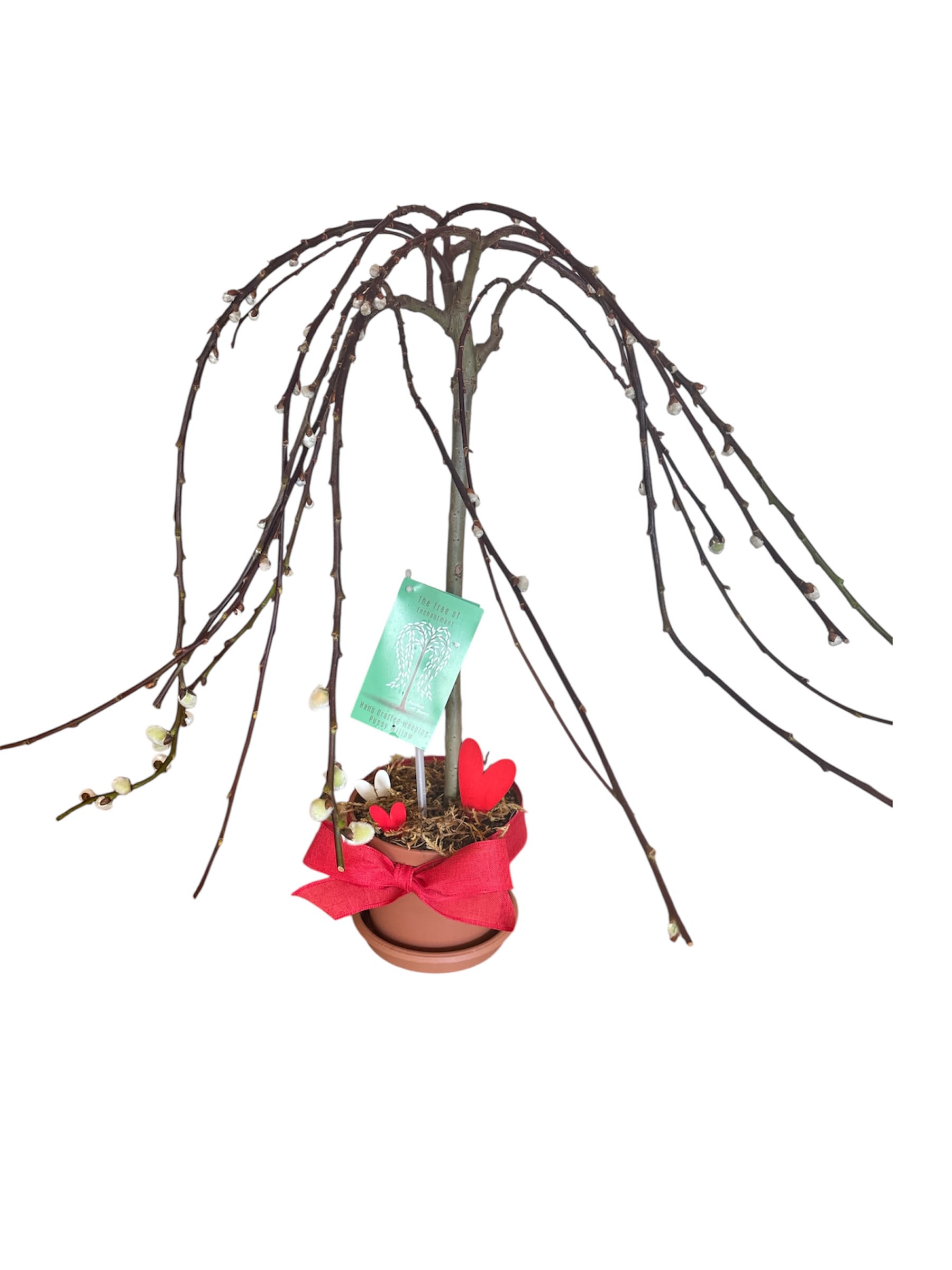 Tree of Enchantment - Weeping Pussy Willow Tree, potted.